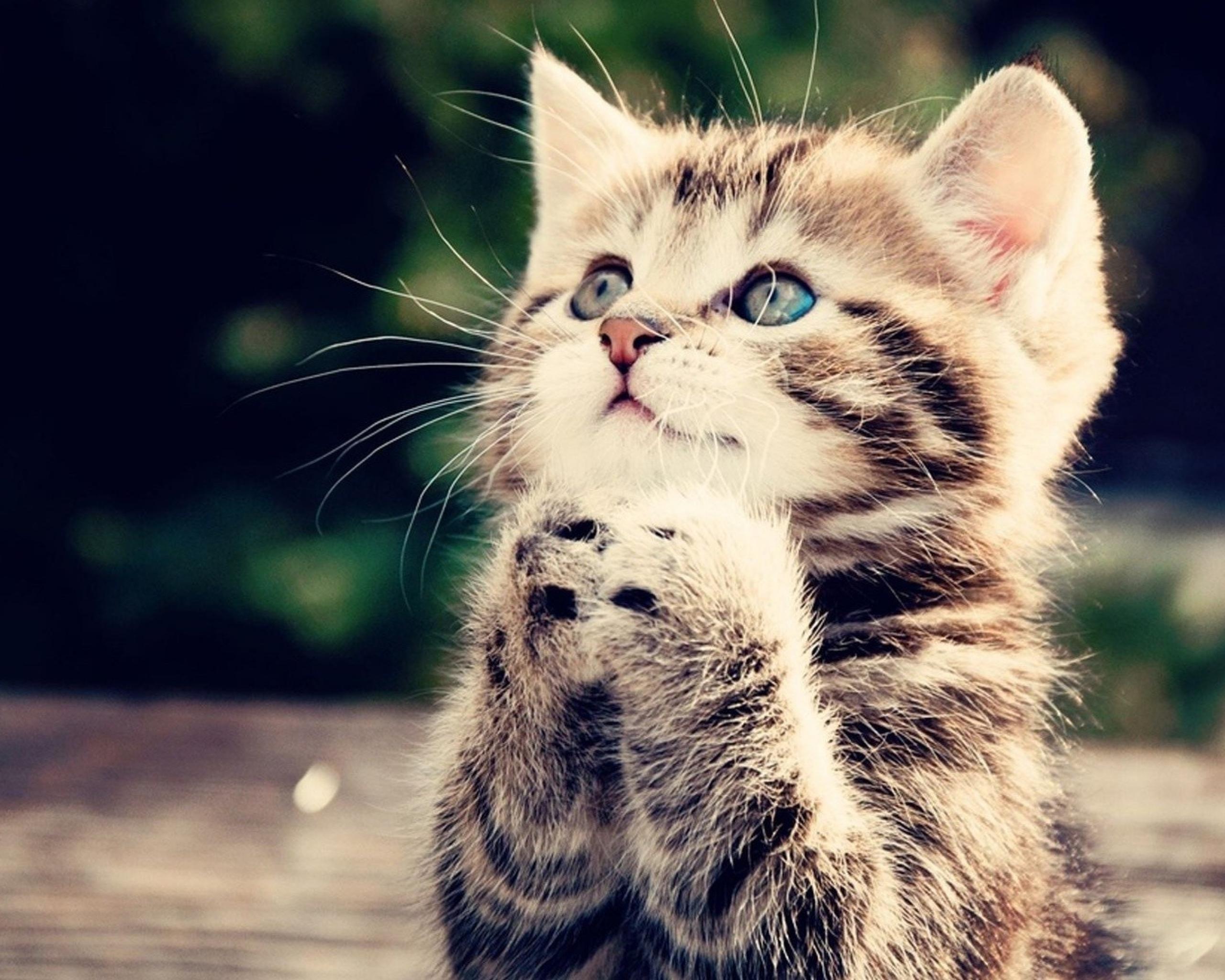 2560x2048 Lucky Cat Wallpaper Desktop