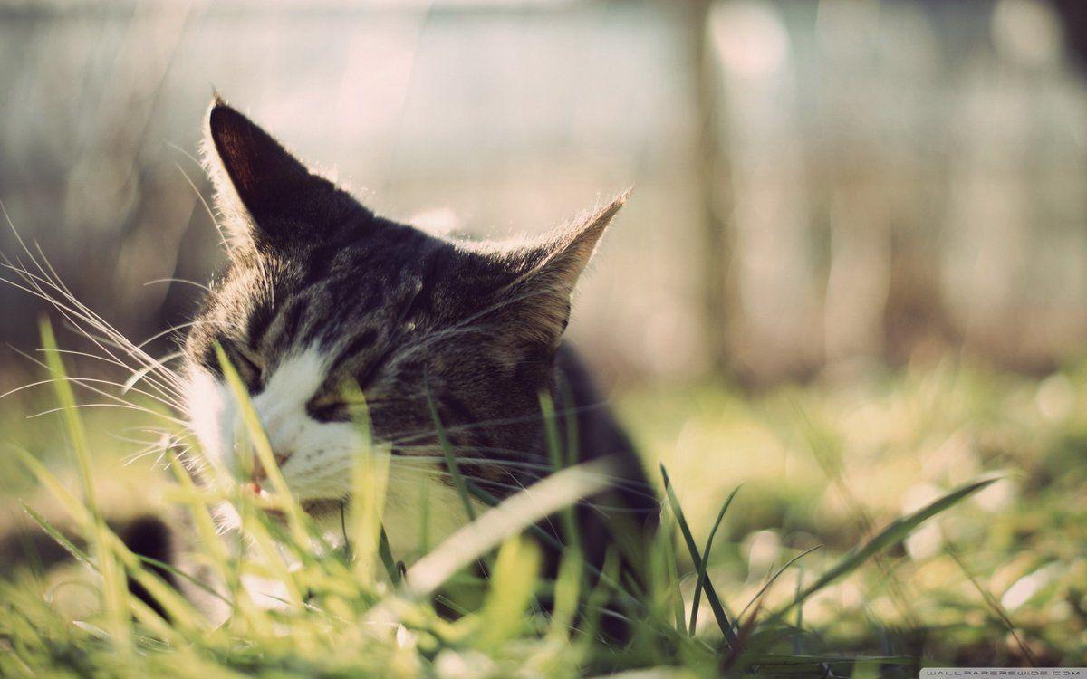 1200x750 Awesome Wallpaper. Dw Gaming.com. Download Free Wallpaper For Ultra #Hd K 8K Plus Exciting Cat
