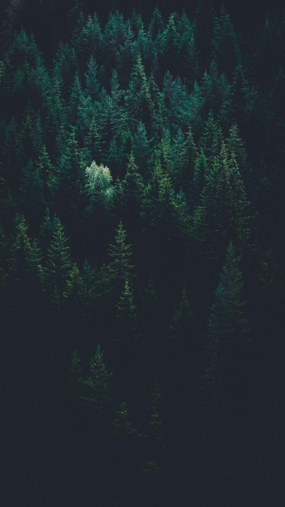 1000x1778 Forest Wallpaper: Free HD Download [HQ]