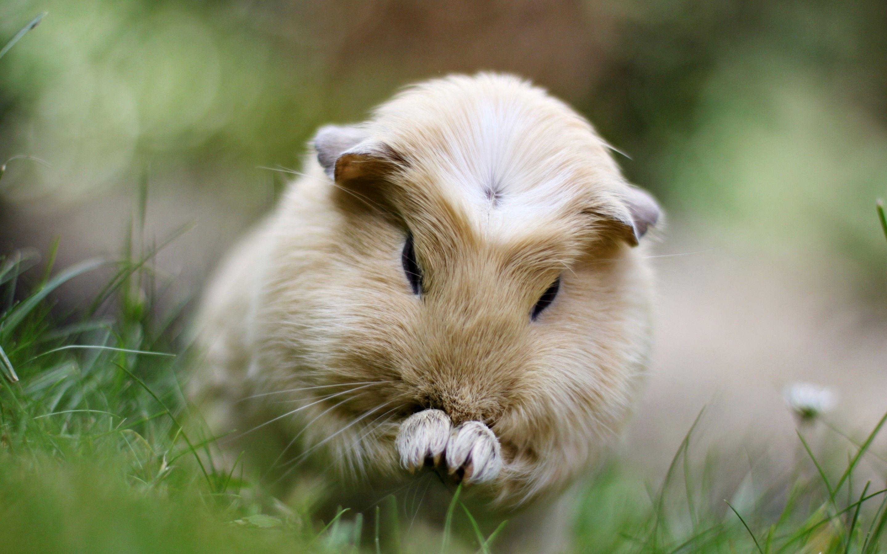 2880x1800 Guinea Pig Wallpaper. Guinea Pig March Wallpaper, Guinea Pig Wallpaper and Papua New Guinea Wallpaper