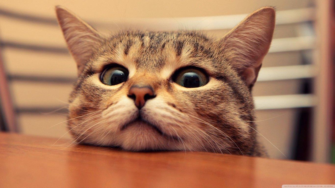 1366x768 Cat wallpaper 1366x768 (laptop) desktop background