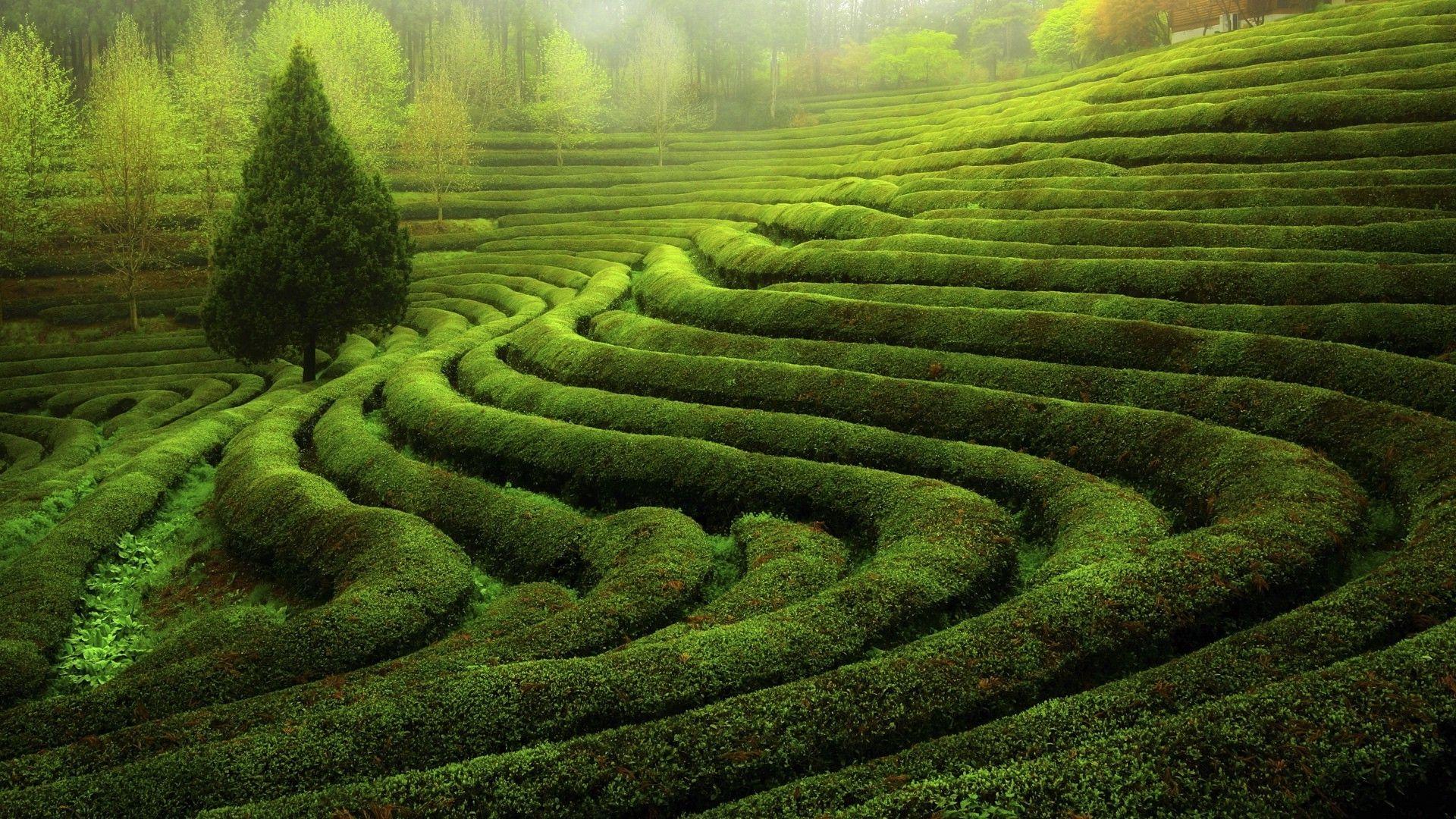 1920x1080 tea Plant, Landscape Wallpaper HD / Desktop and Mobile Background