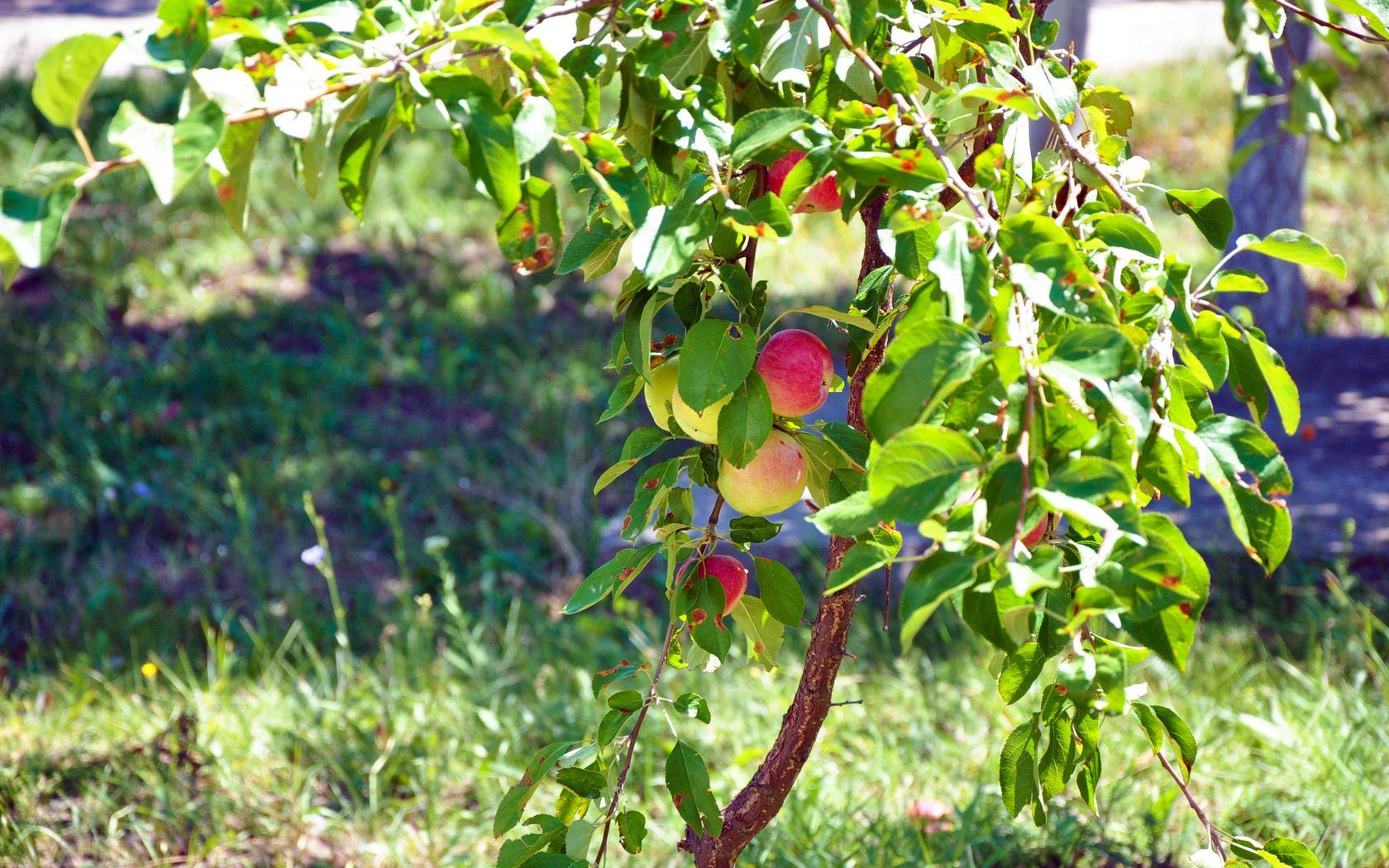 1680x1050 Images, Wallpaper Of Apple Tree In HD Quality: B.SCB Wallpaper