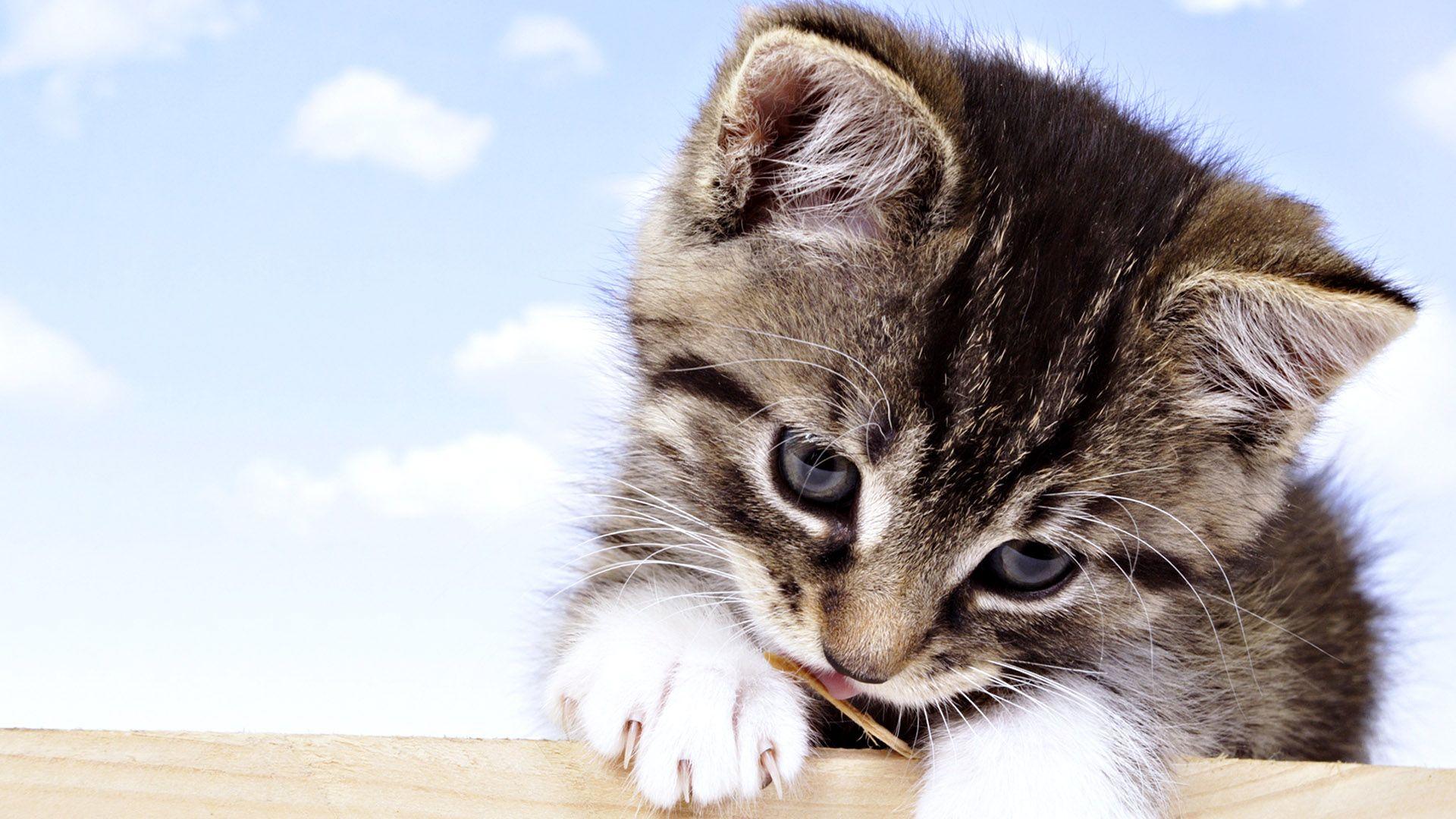 1920x1080 Baby Cat Desktop HD Wallpaper