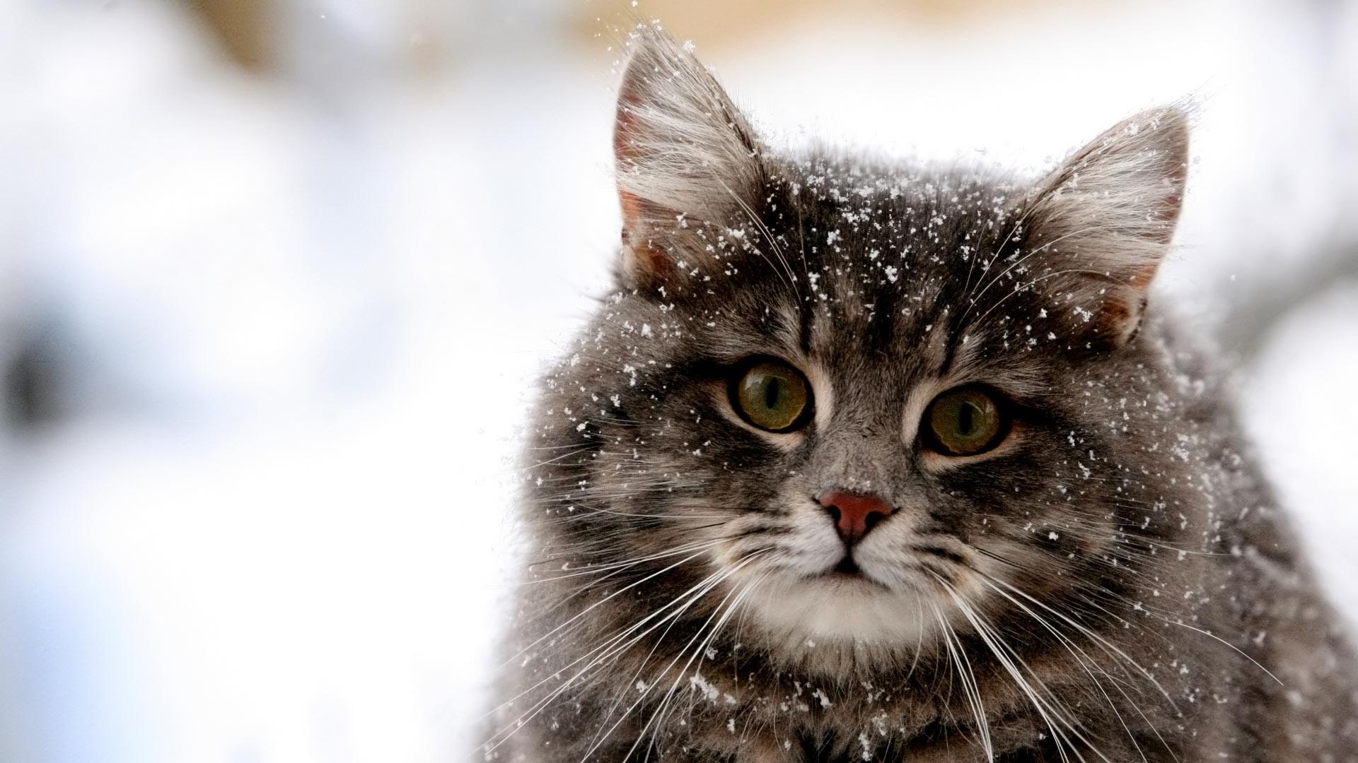 1920x1080 BEST WALLPAPER: Wallpaper Pc Cat
