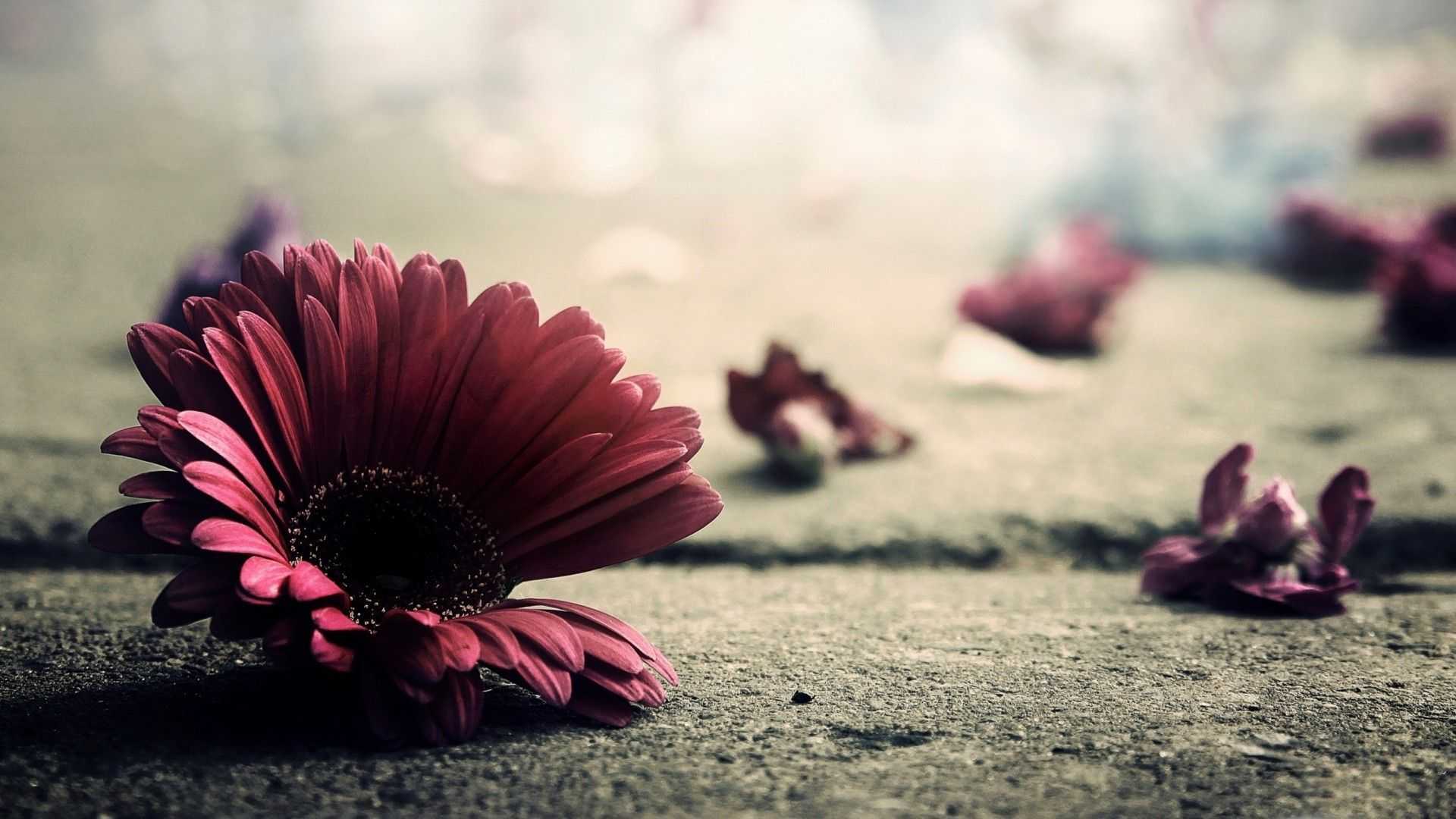 1920x1080 Vintage Retro Flower Photography Unique 20 Vintage Wallpaper