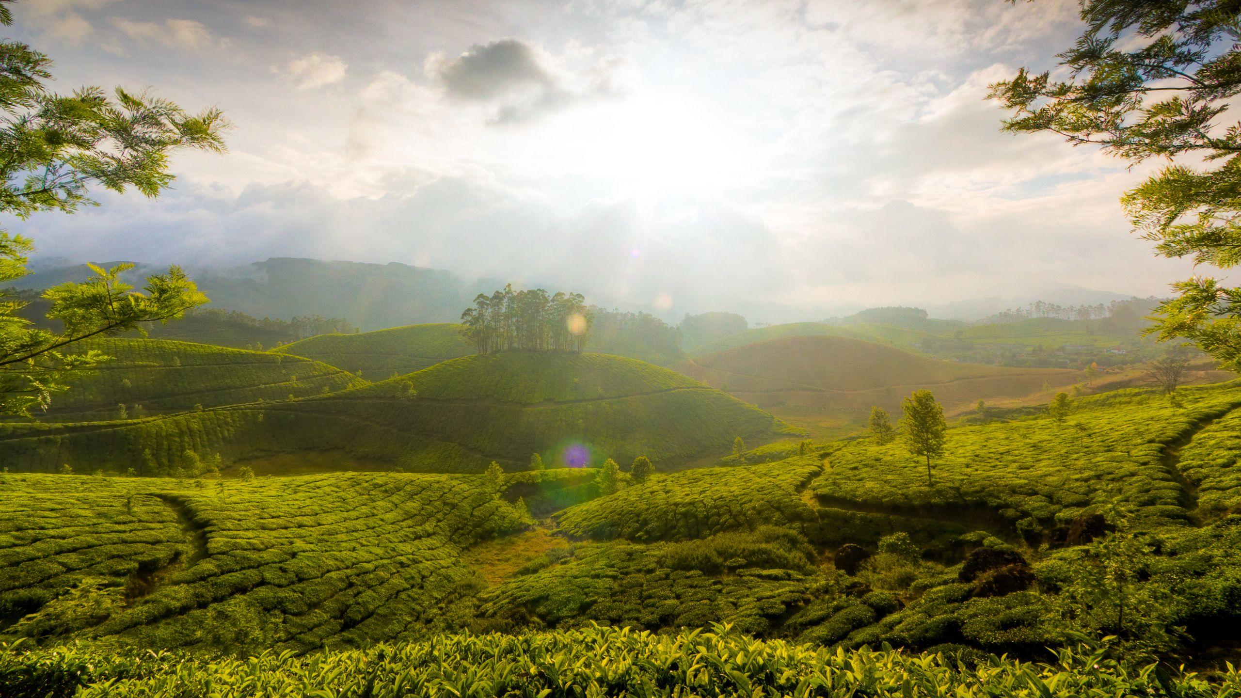 Tea Landscape Wallpapers - Top Free Tea Landscape Backgrounds