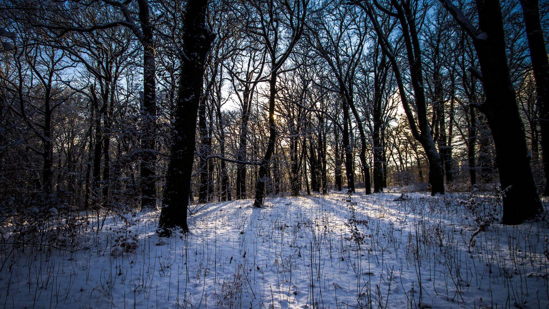 1920x1080 Download wallpaper 1920x1080 winter, forest, landscape full hd, hdtv, fhd, 1080p HD background