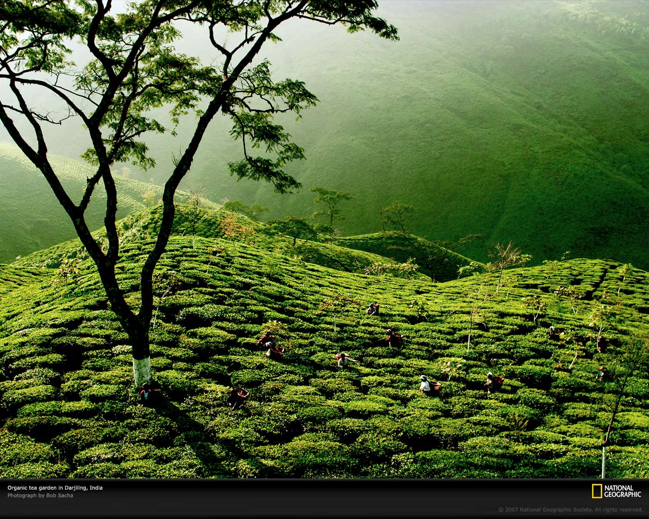 1280x1024 Petite Soumiselylye: Wallpaper Tea Garden