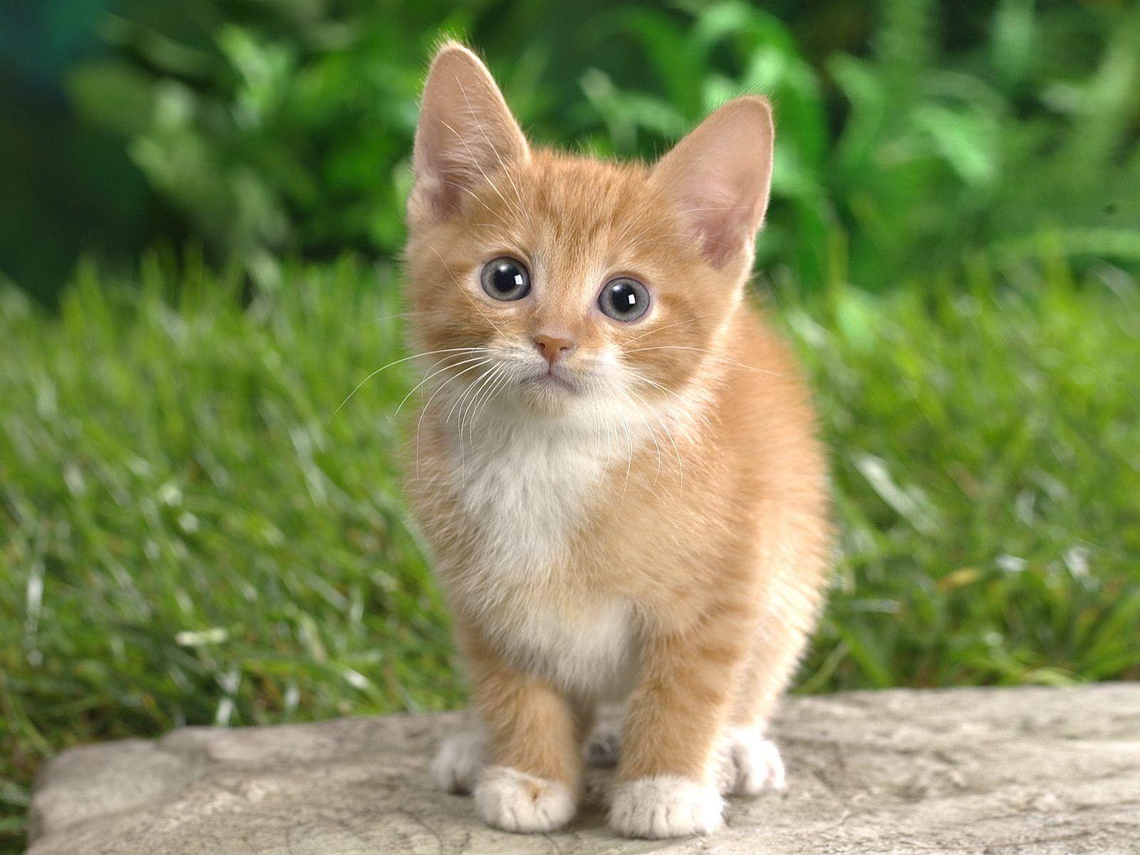 1600x1200 Cat Wallpaper. Awesome Cat Wallpaper, Amazing Cat Wallpaper and Funny Cat Wallpaper