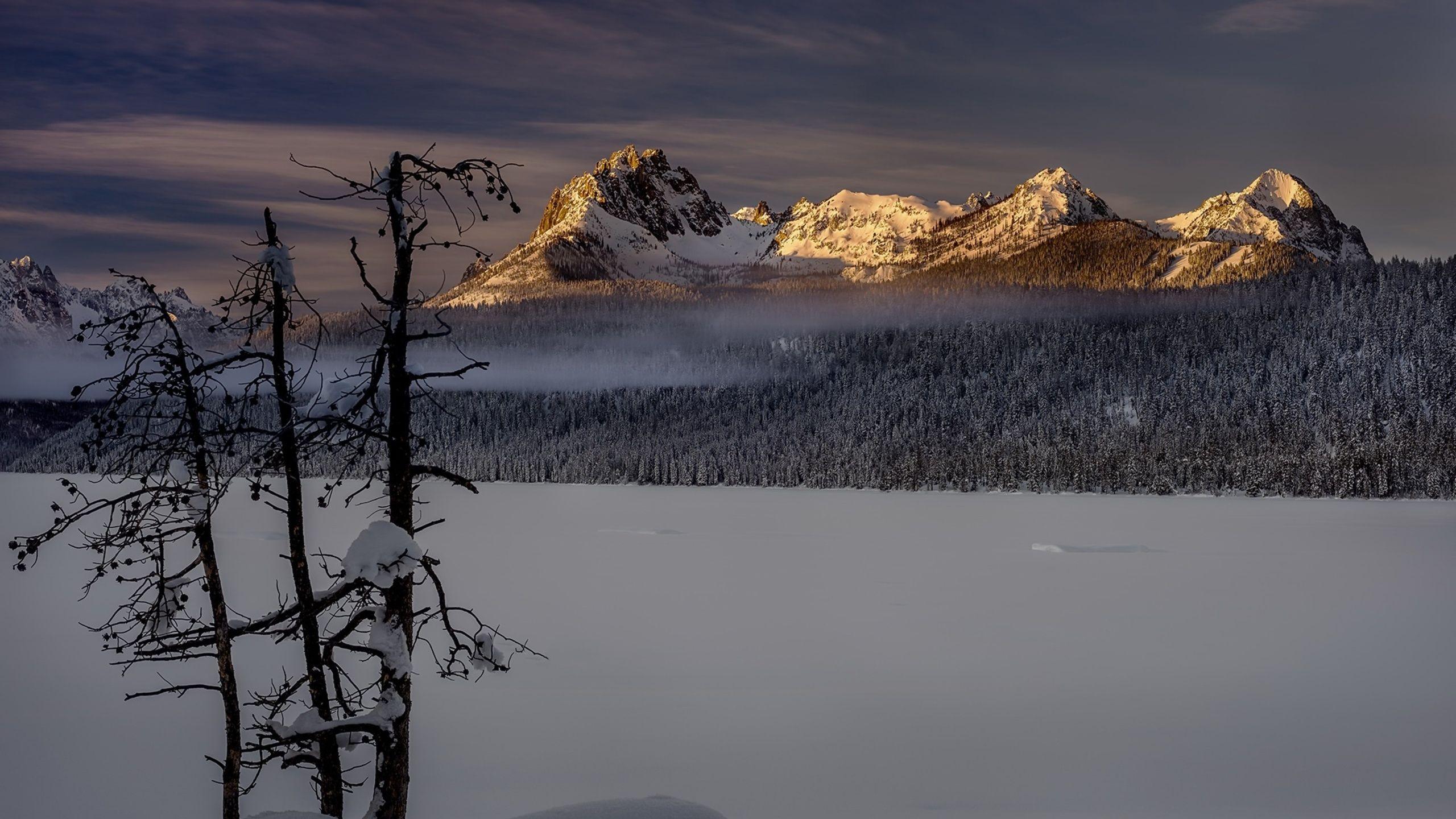 2560x1440 Winter Forest Landscape Nature Snow 1440P Resolution HD 4k Wallpaper, Image, Background, Photo and Picture