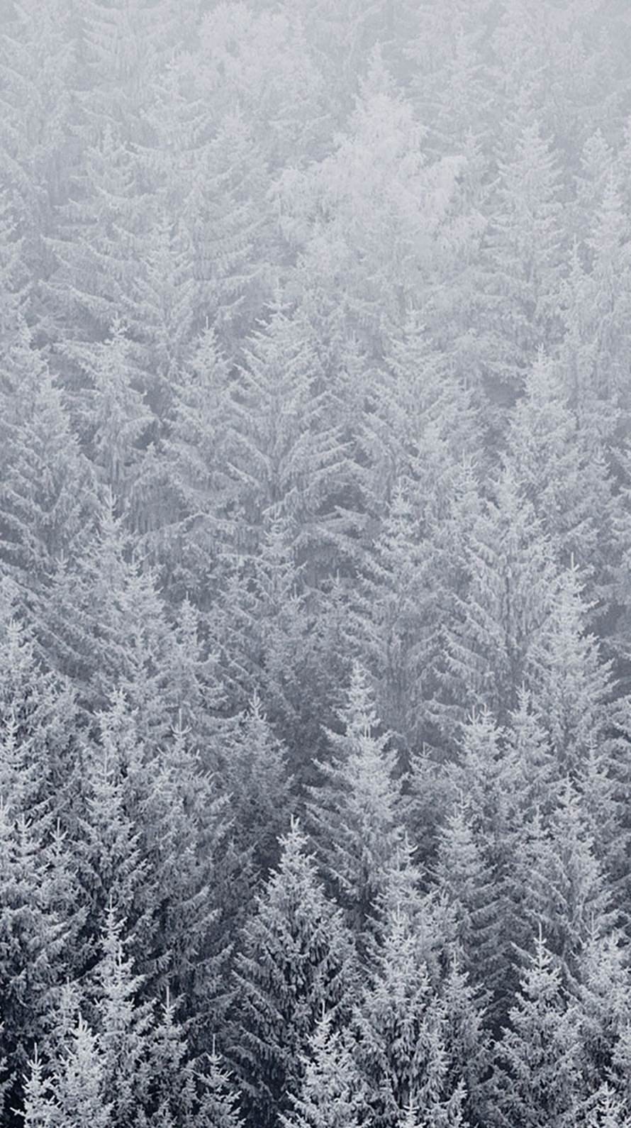 890x1590 iPhone Snow Forest Wallpaper HD
