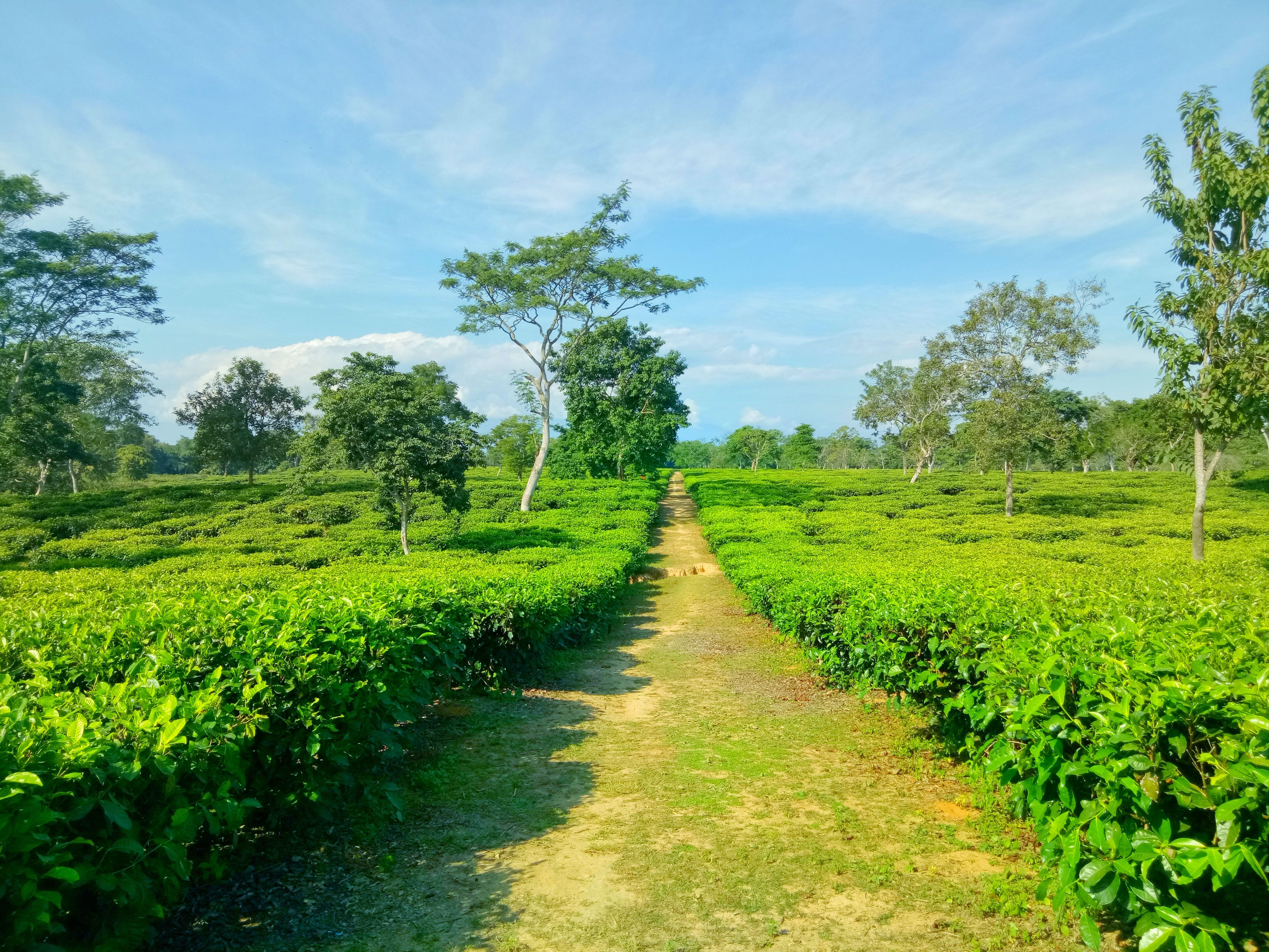 5773x4330 Free of assam tea garden, natural beauty