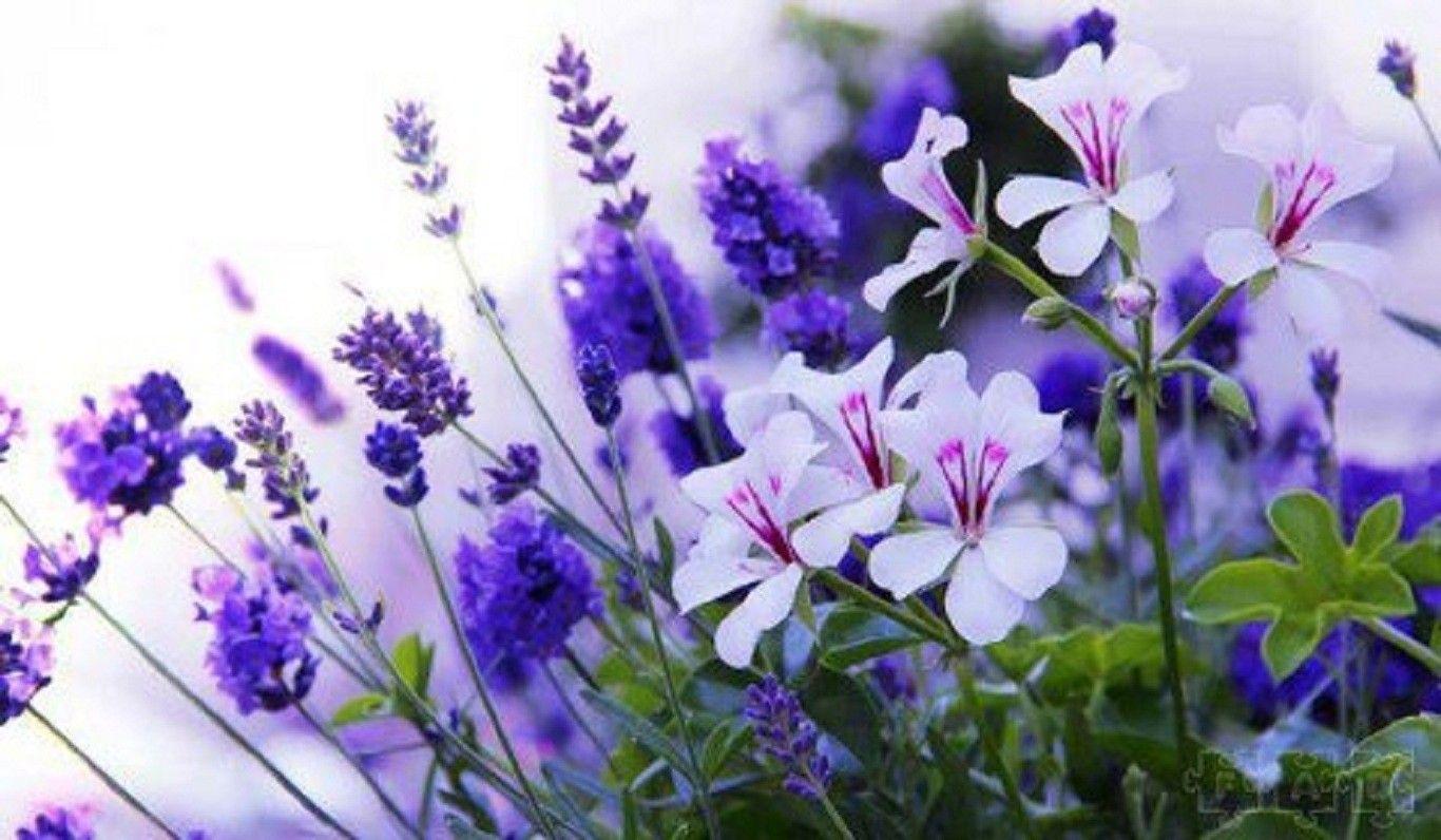 1366x796 Hoa: Hoa oải hương đơn giản tinh tế Vẻ đẹp tự nhiên Hoa màu tím Hoa màu trắng