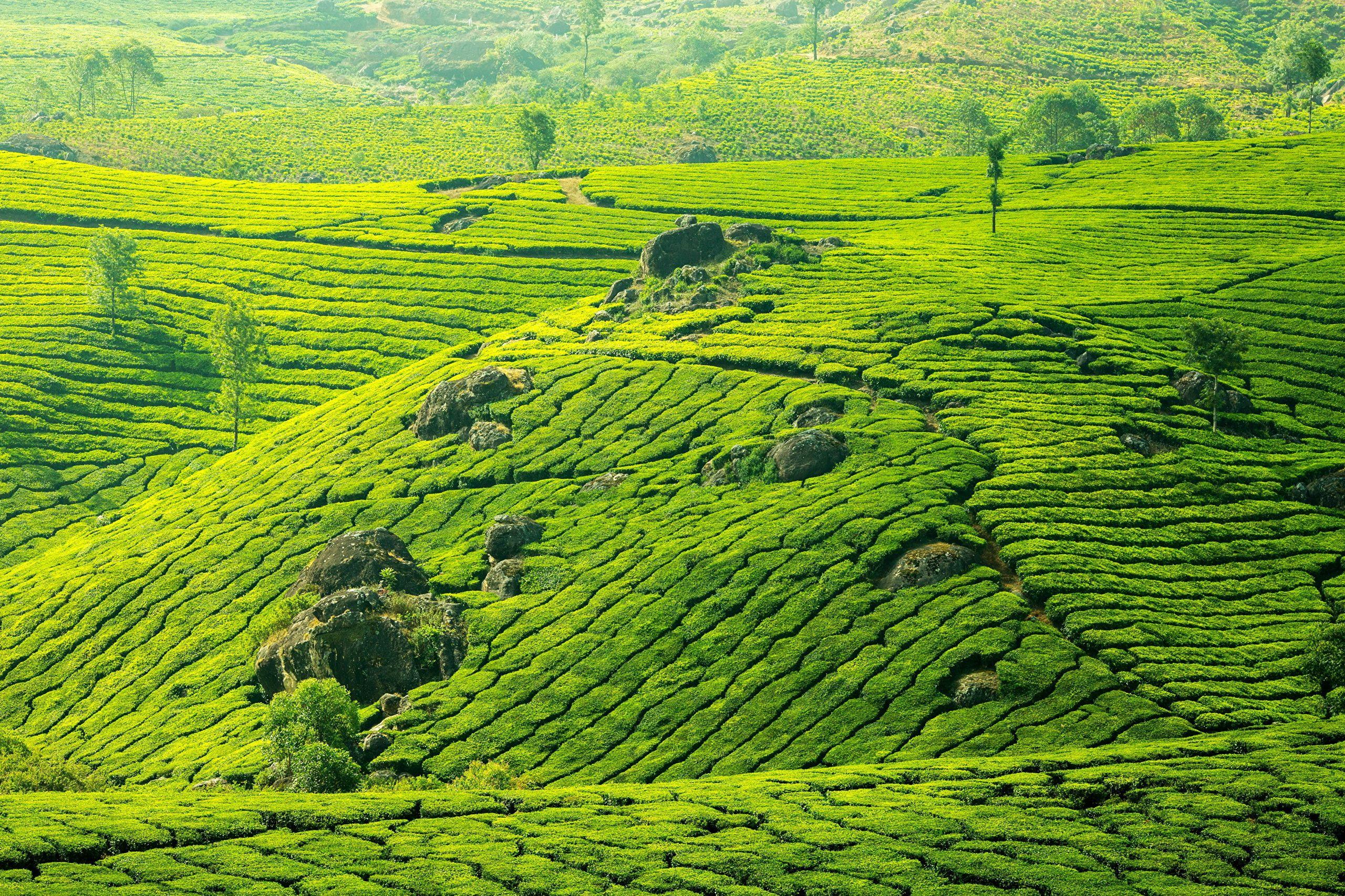 Tea Landscape Wallpapers - Top Free Tea Landscape Backgrounds ...