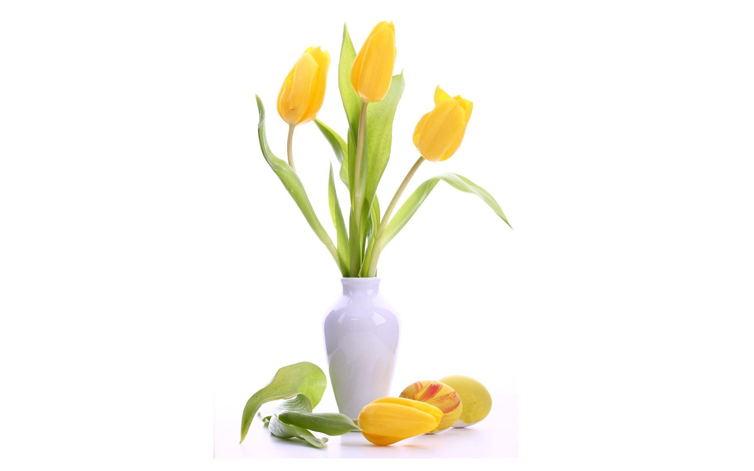 2560x1600 Hoa: Bình hoa Tulip vàng đẹp Đơn giản Vườn hoa thanh lịch