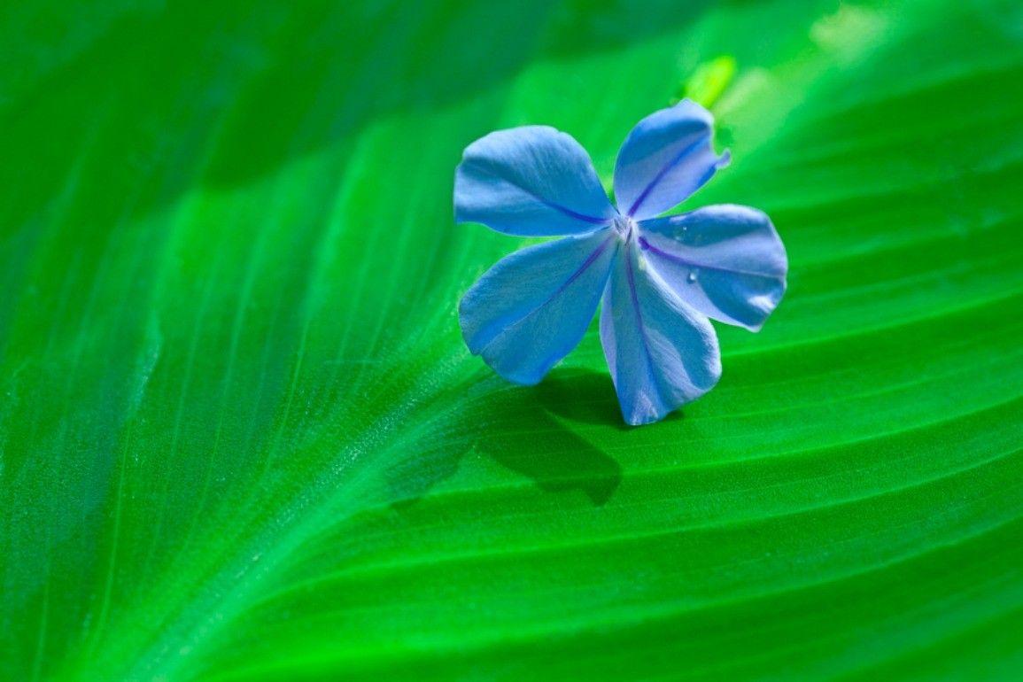 1155x770 Hoa: Hoa Lá Màu xanh Đơn giản Màu xanh lá cây Đóng Hình nền cho Máy tính để bàn