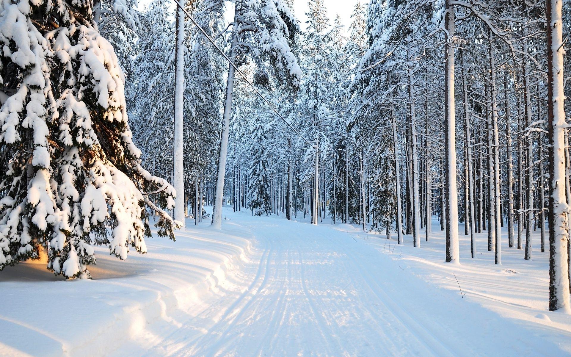 Winter Forest Landscape Wallpapers - Top Free Winter Forest Landscape ...