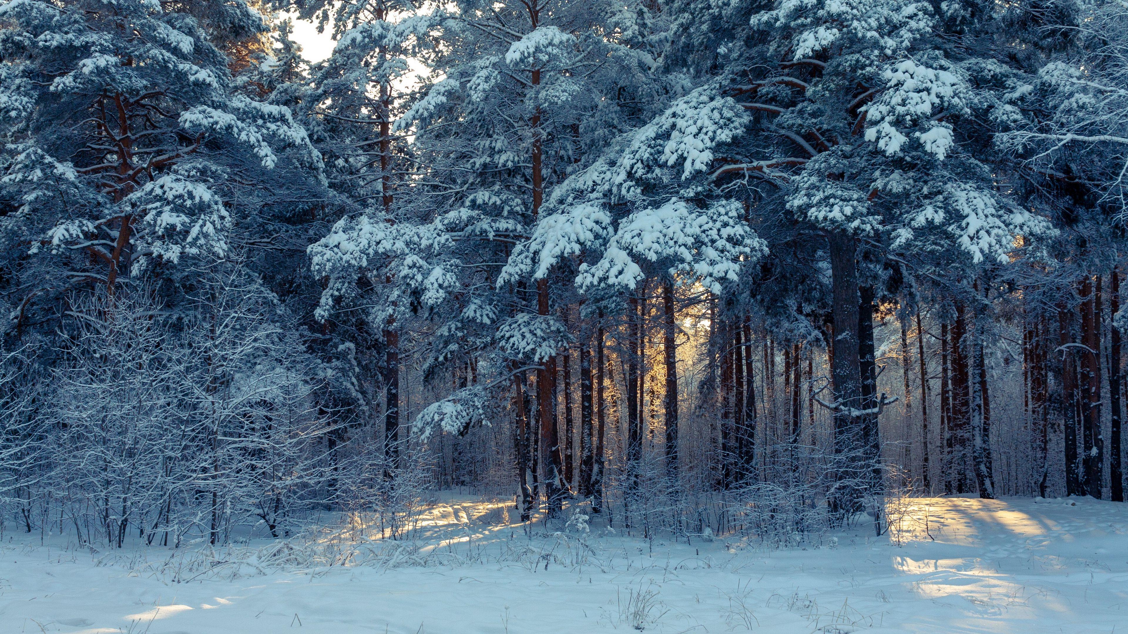 3840x2160 Wallpaper Forest, Winter, Snow, Trees, Winter Landscape Landscape Wallpaper 4k