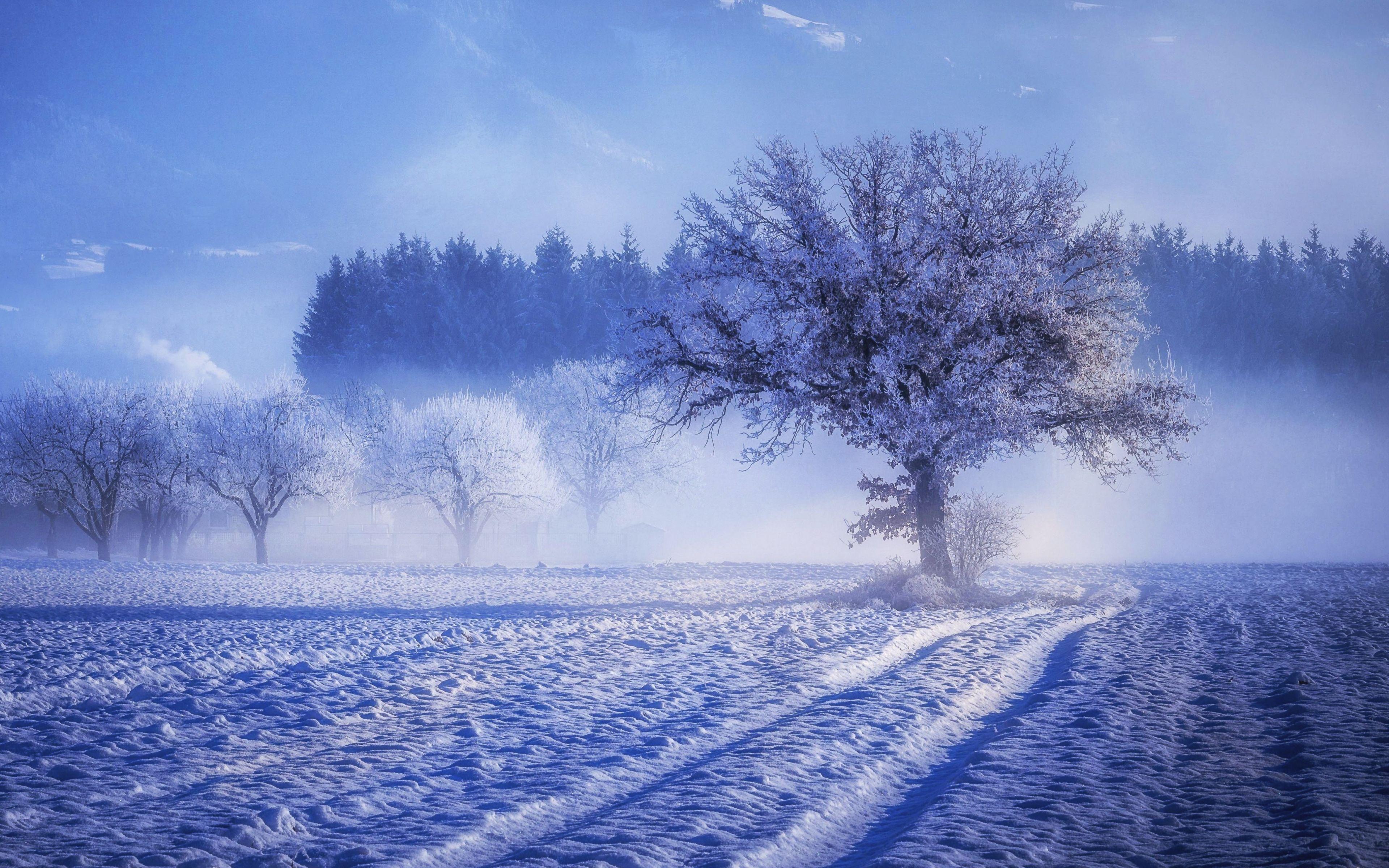 3840x2400 Download 3840x2400 wallpaper trees, winter, forest, landscape, 4k, ultra HD 16: widescreen, 3840x2400 HD image, background, 1391