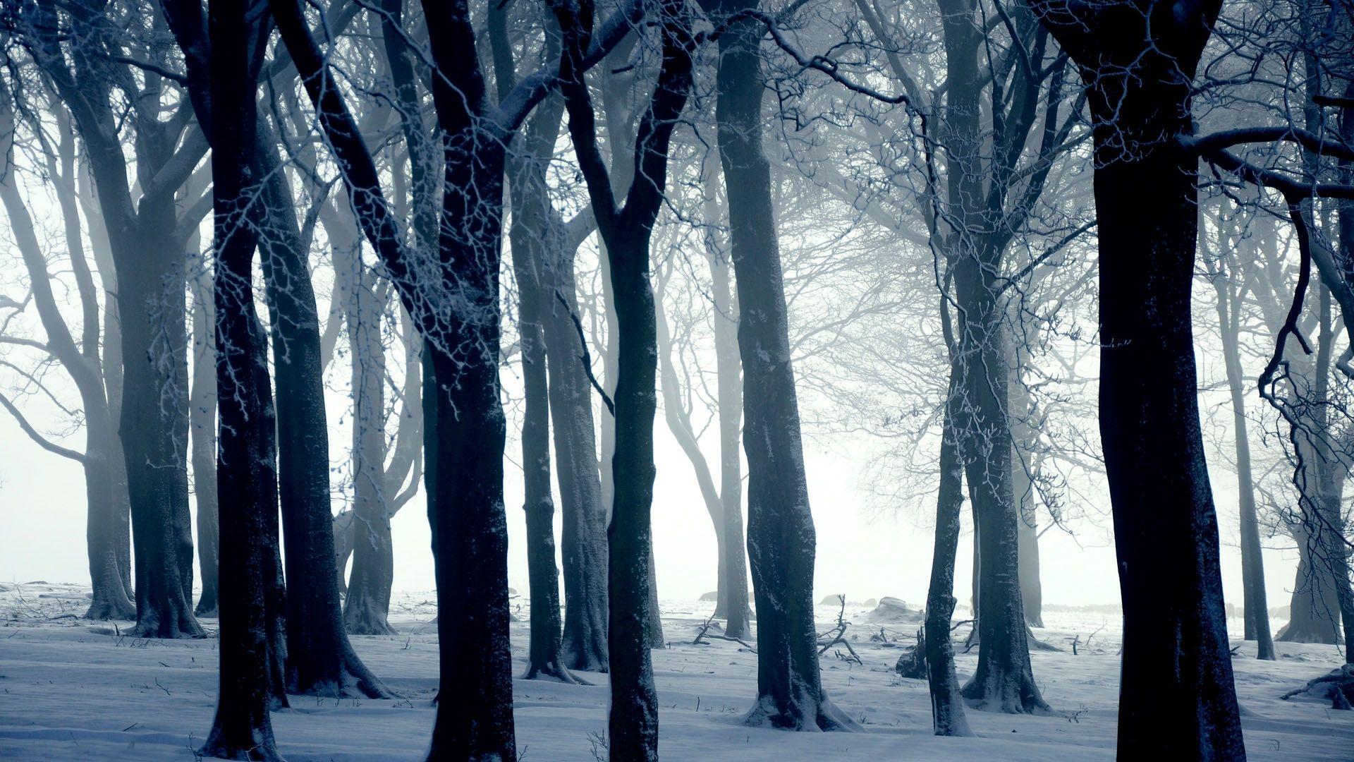 1920x1080 Silhouettes of trees in winter forest wallpaper and image, picture, photo