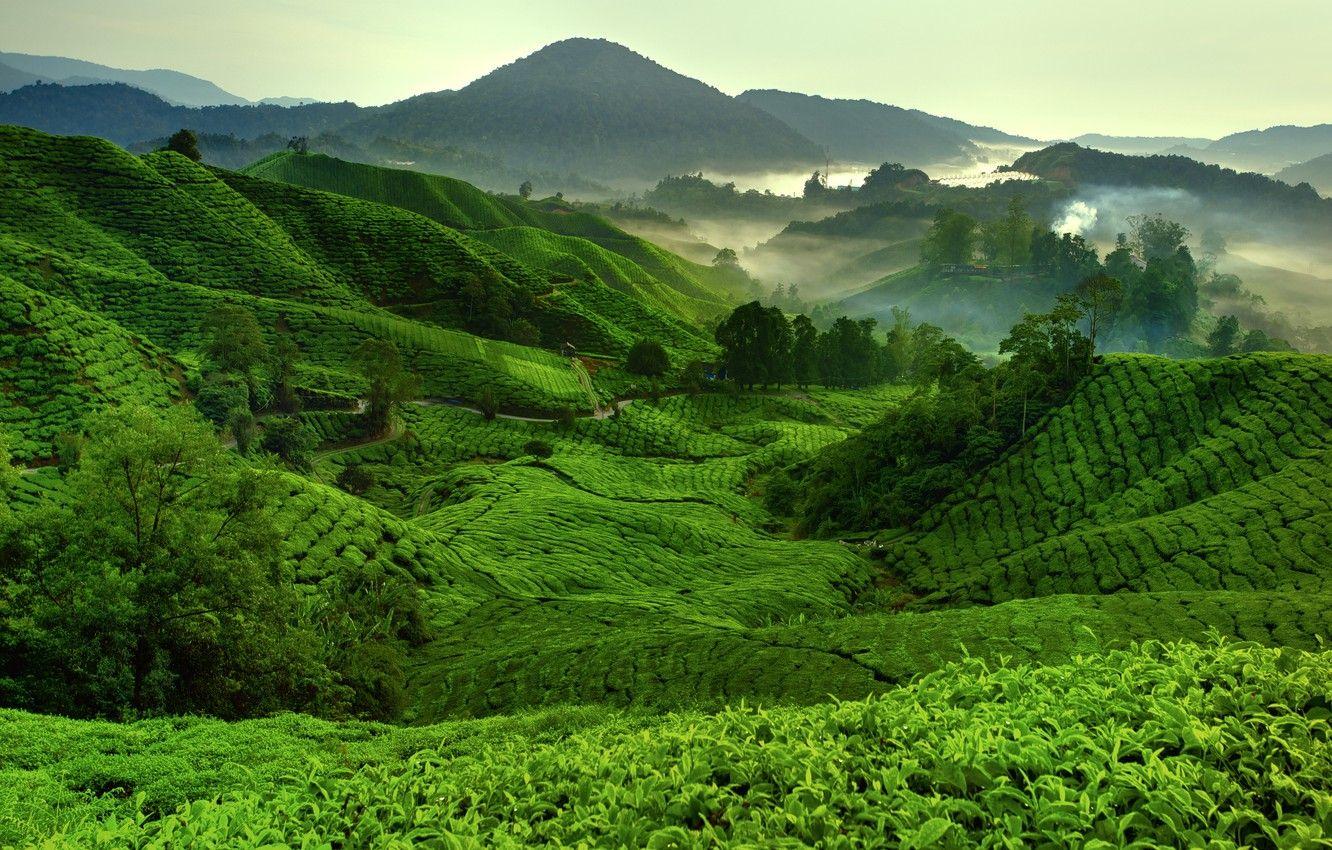 1332x850 Wallpaper Mountains, Fog, Hills, Tea Fields image for desktop, section природа