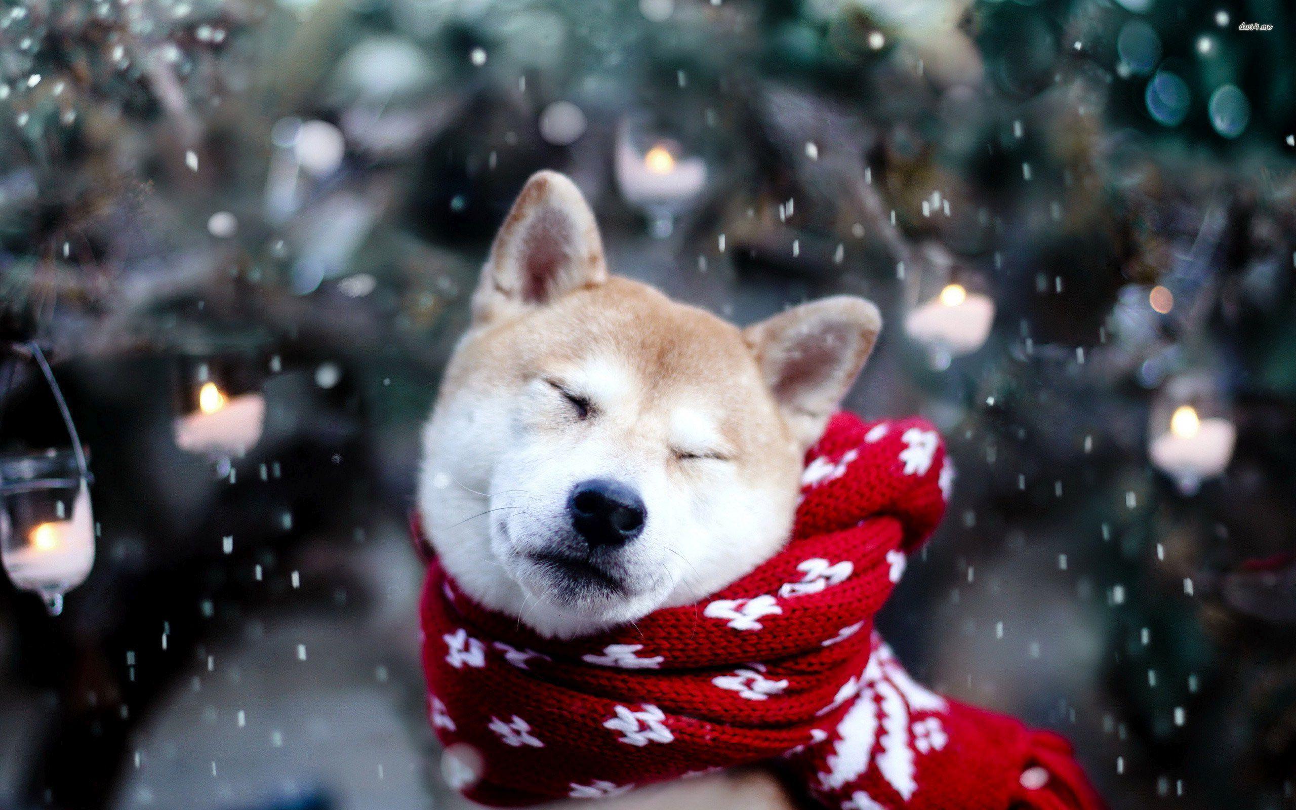 2560x1600 Husky with red Scarf HD wallpaper. Winter dog, Akita dog, Animal wallpaper