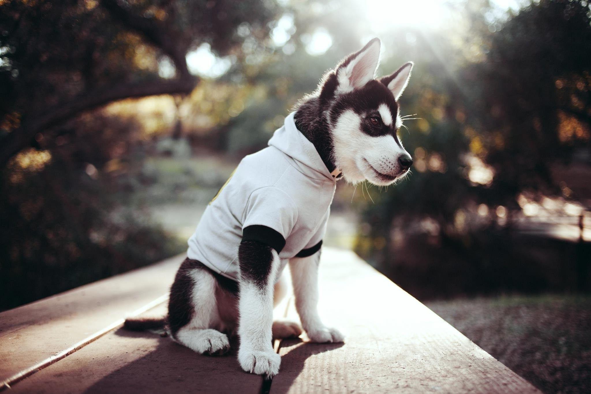 2048x1365 Husky Puppy Wallpaper HD Wallpaper & Background Download