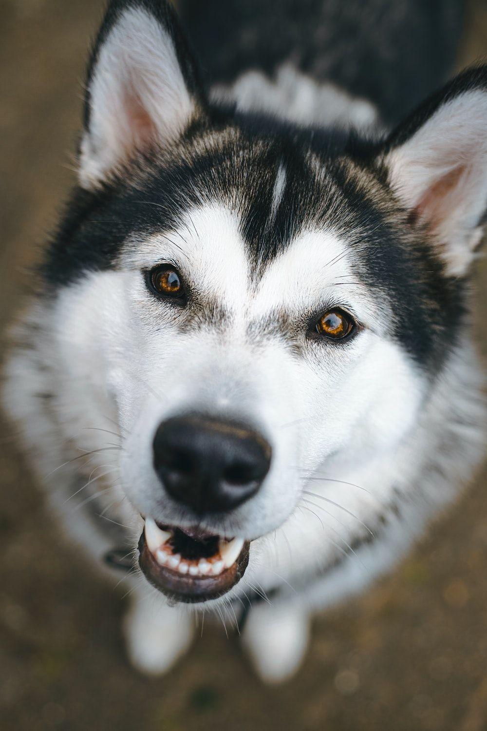 1000x1500 Husky Wallpaper: Free HD Download [HQ]