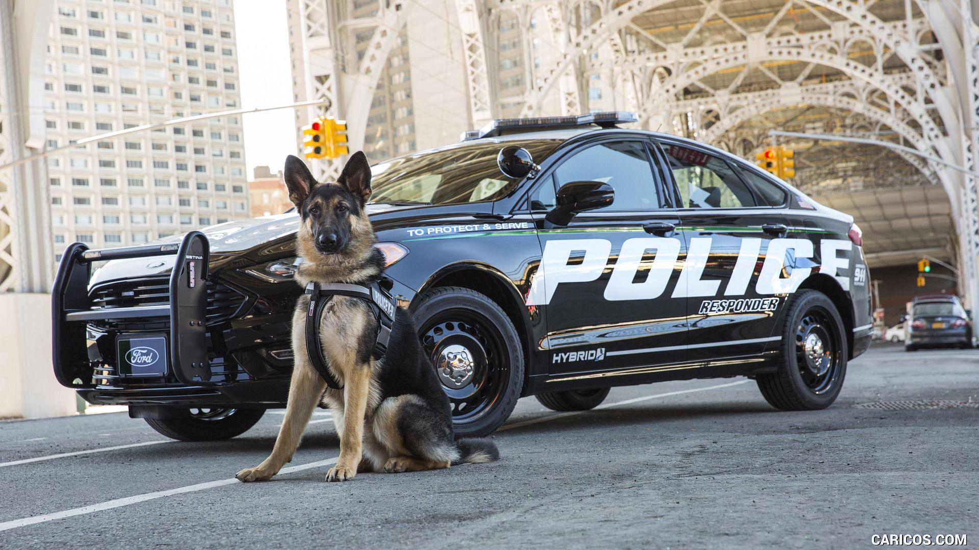 Police K9 Wallpapers - Top Free Police K9 Backgrounds - WallpaperAccess
