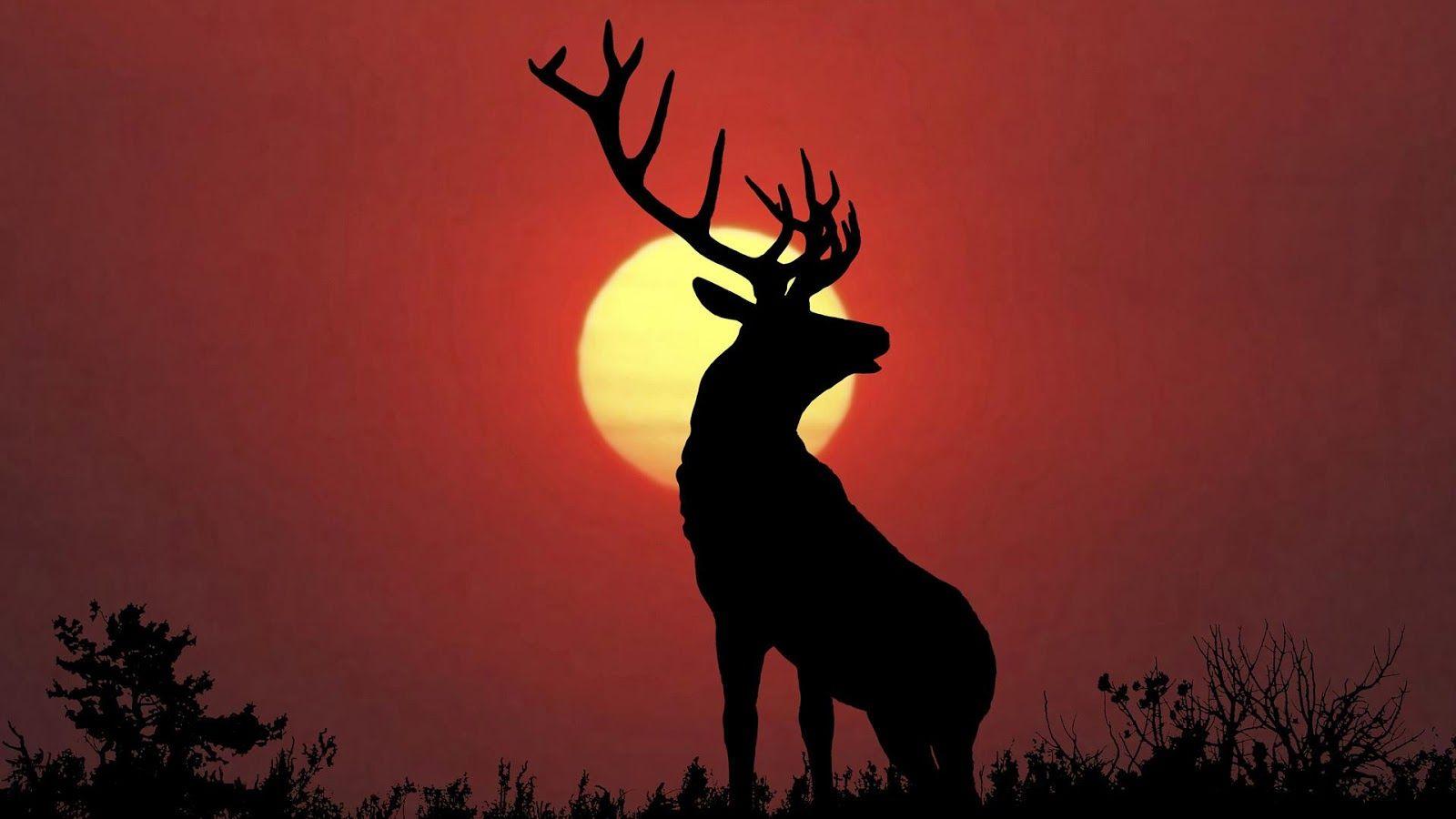 1600x900 Deer Wallpaper