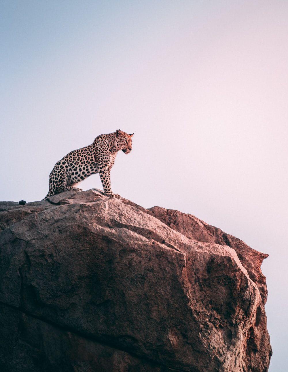 1000x1291 Cheetah Picture [HD]. Download Free Image