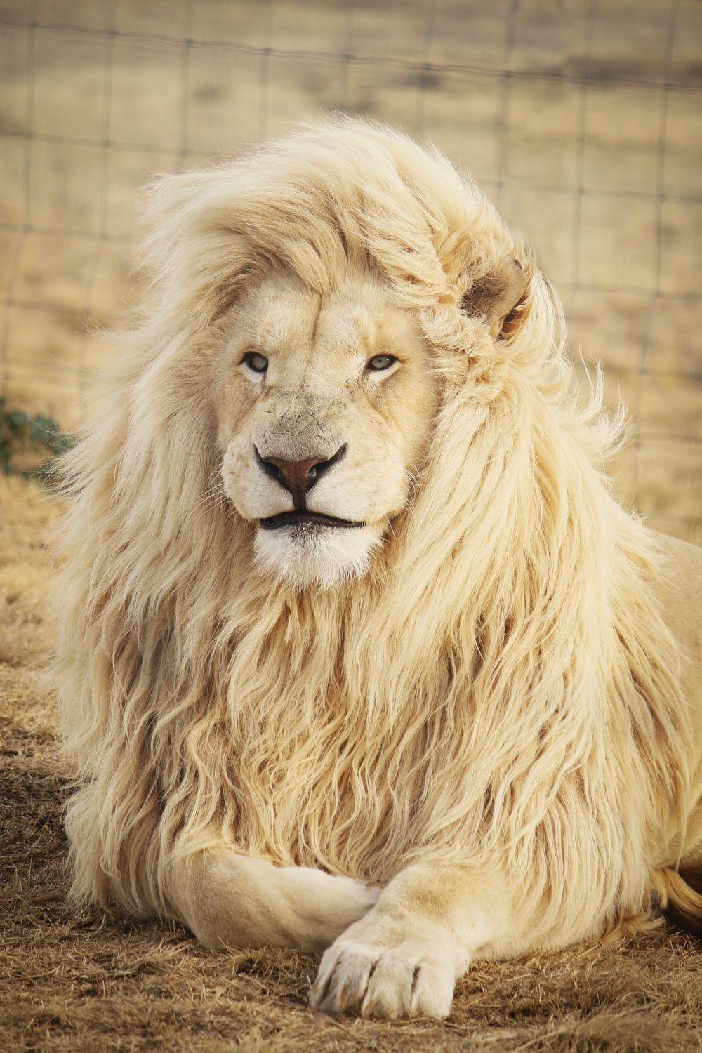 1000x1500 Lion Wallpaper: Free HD Download [HQ]