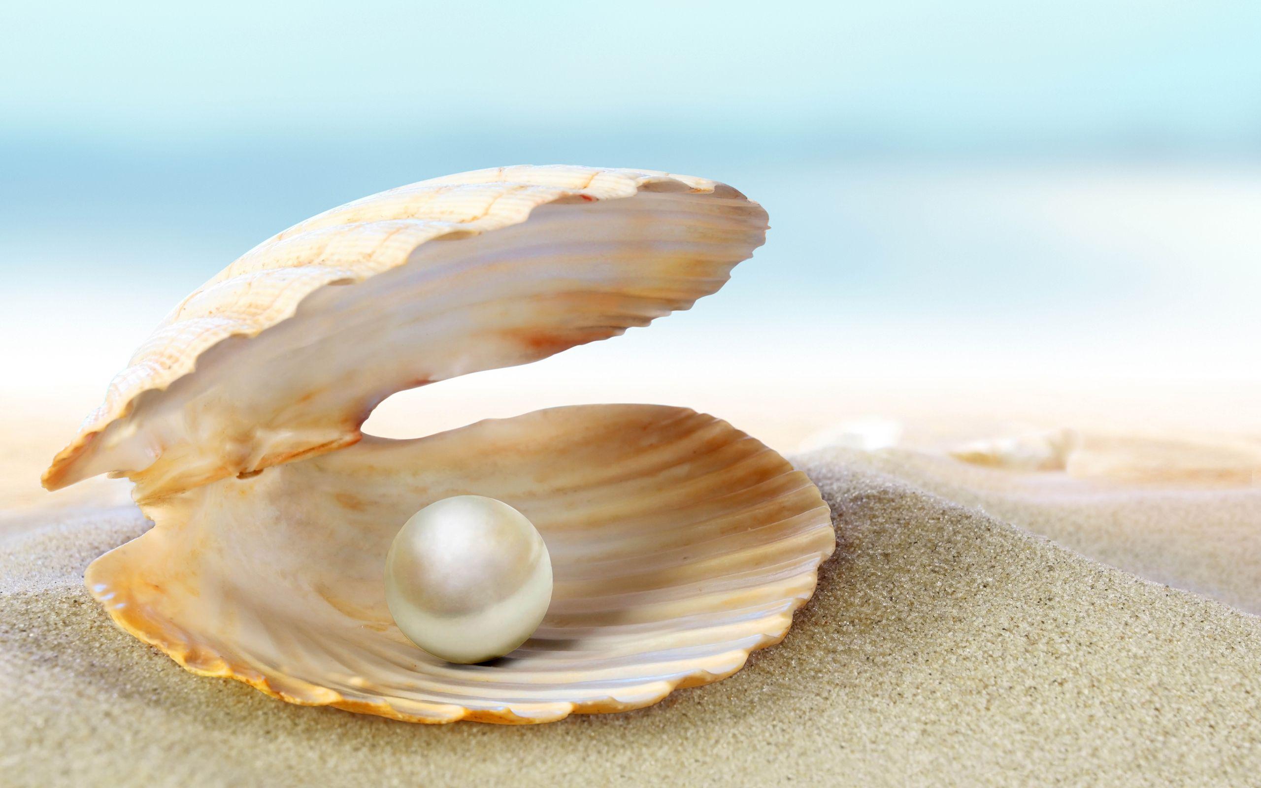 2560x1600 Title Earth Shell Wallpaper With A Pearl HD Wallpaper