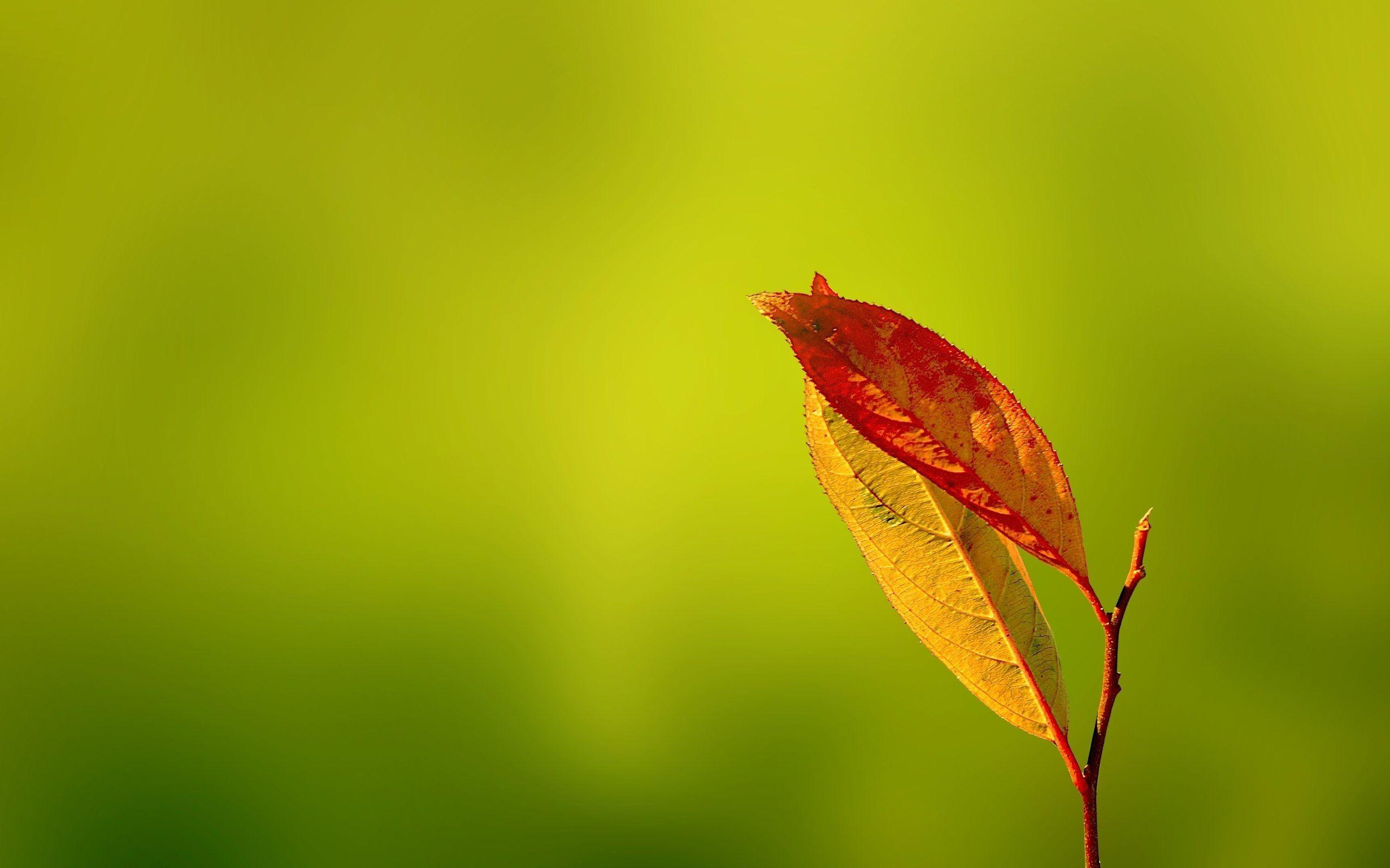 Nature Blur Wallpapers - Top Free Nature Blur Backgrounds - WallpaperAccess