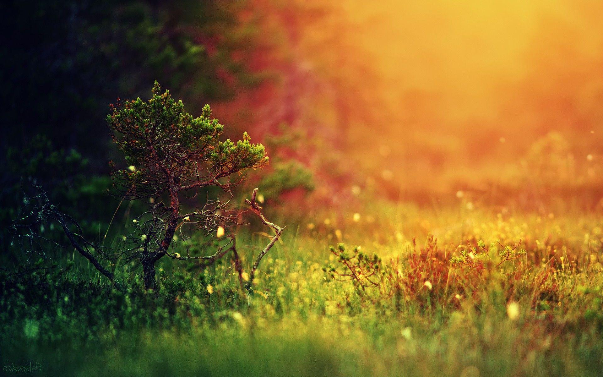 Nature Blur Wallpapers - Top Free Nature Blur Backgrounds - WallpaperAccess
