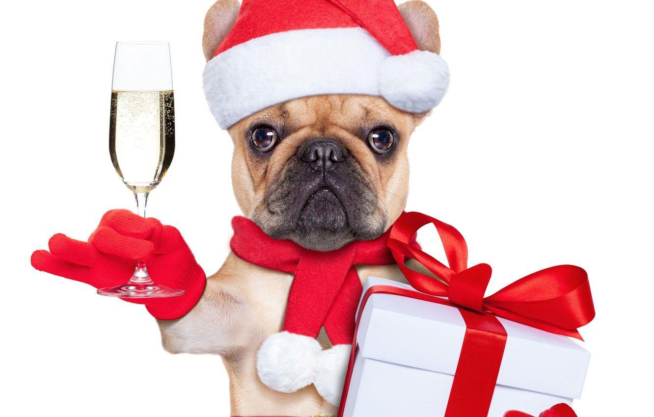 1332x850 Wallpaper winter, box, gift, hat, scarf, Christmas, bulldog, champagne, bow, Christmas, winter, New Year image for desktop, section новый год