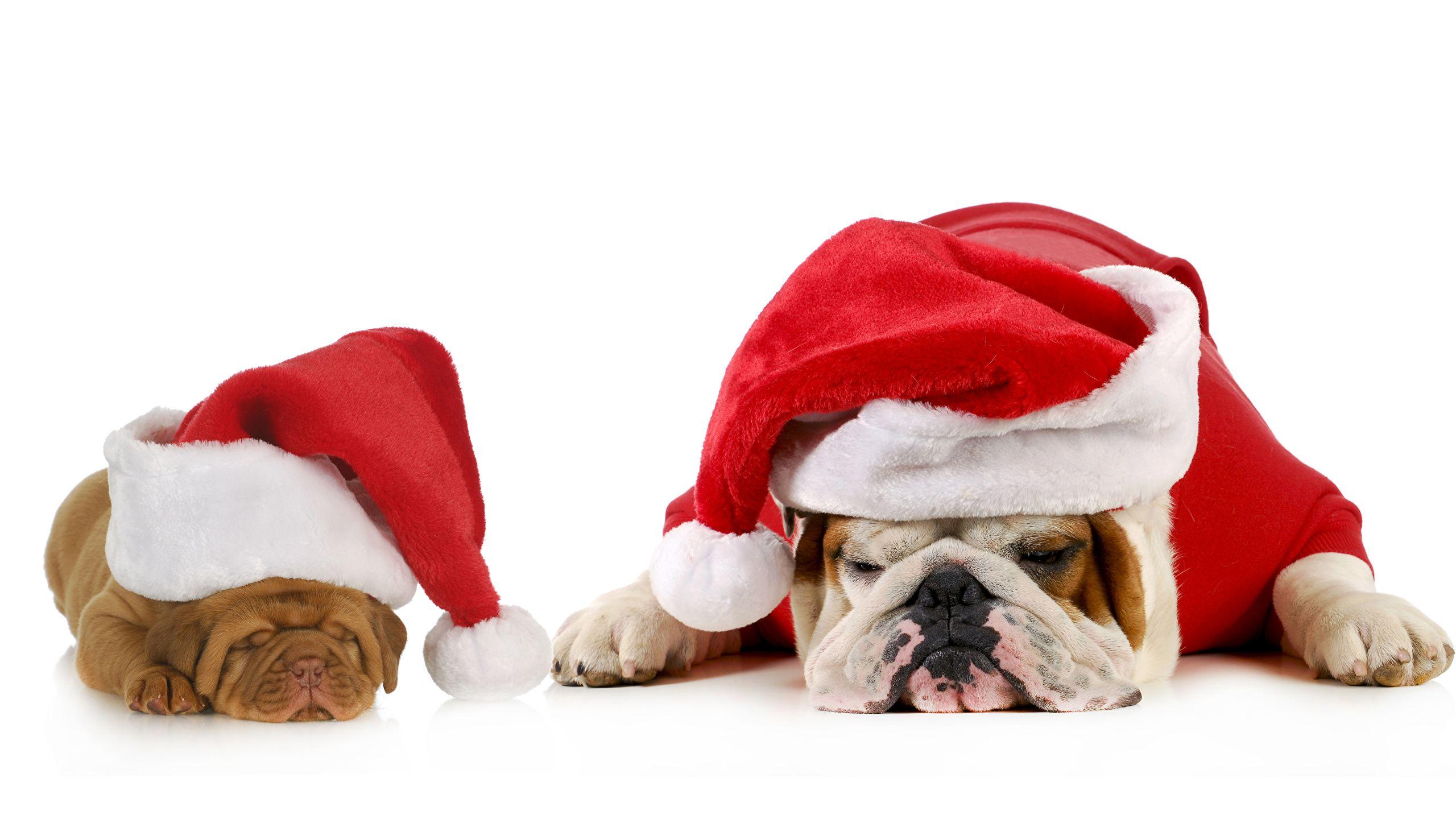 2560x1440 Photos Bulldog dog Christmas Two Sleep Winter hat animal 2560x1440