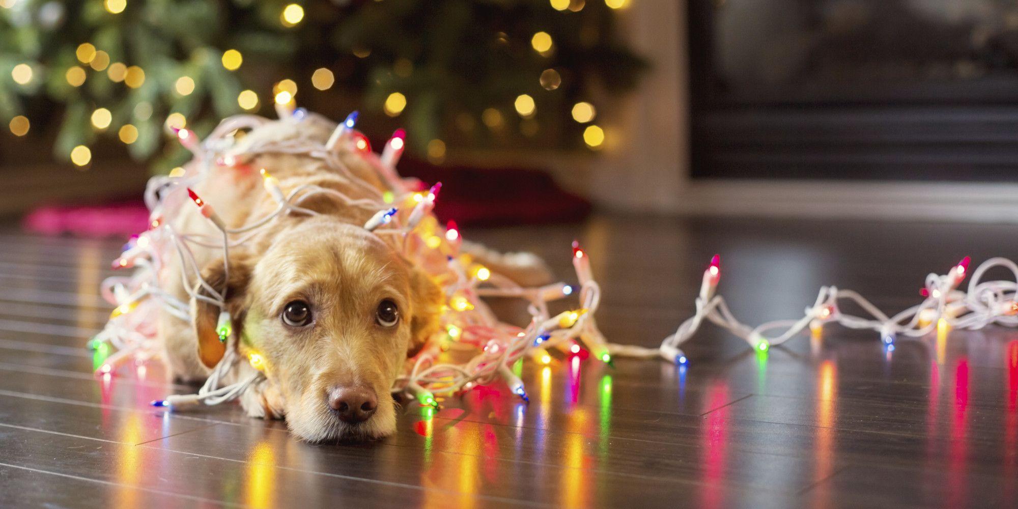 2000x1000 Dog Christmas Wallpaper