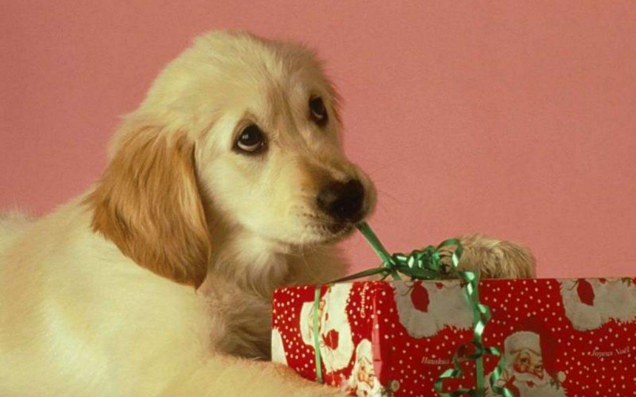 1280x800 Christmas Puppy Background With Animals