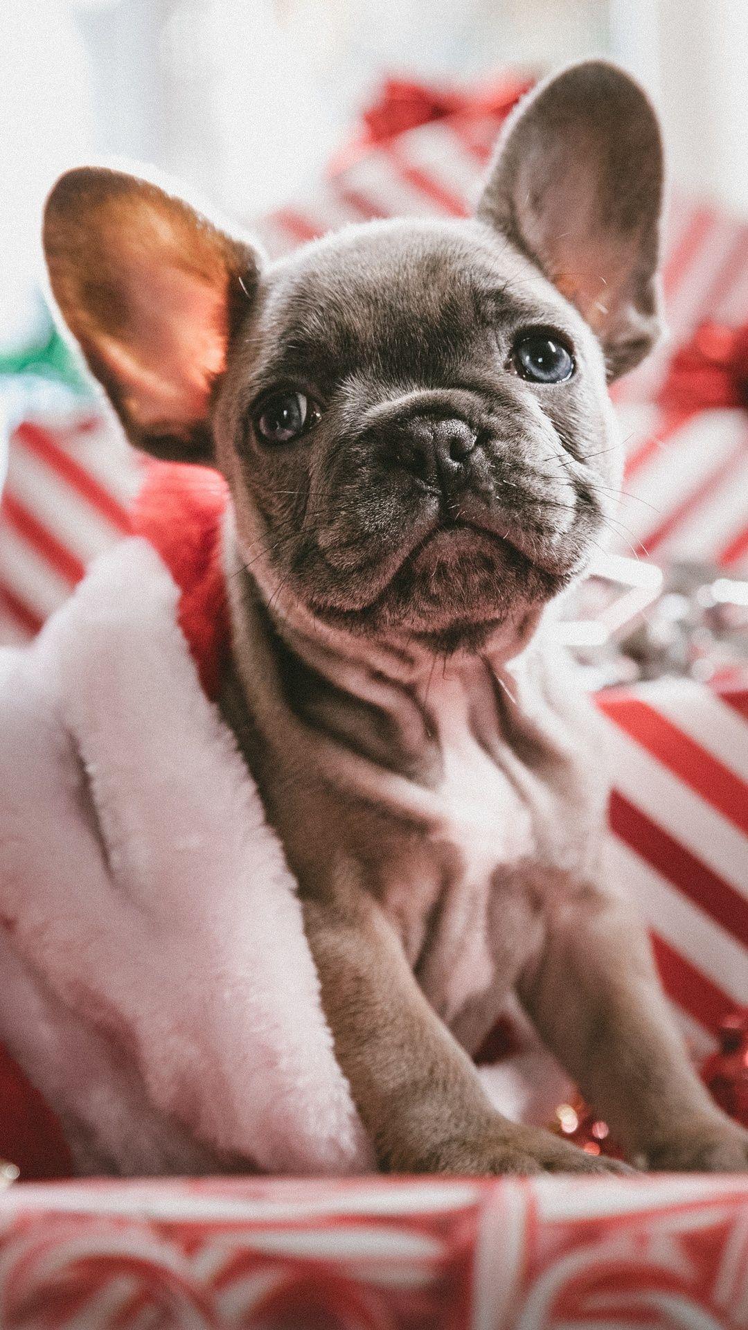 1080x1920 French Bulldog Christmas iPhone 6s, 6 Plus, Pixel xl , One Plus 3t, 5 HD 4k Wallpaper, Image, Background, Photo and Picture