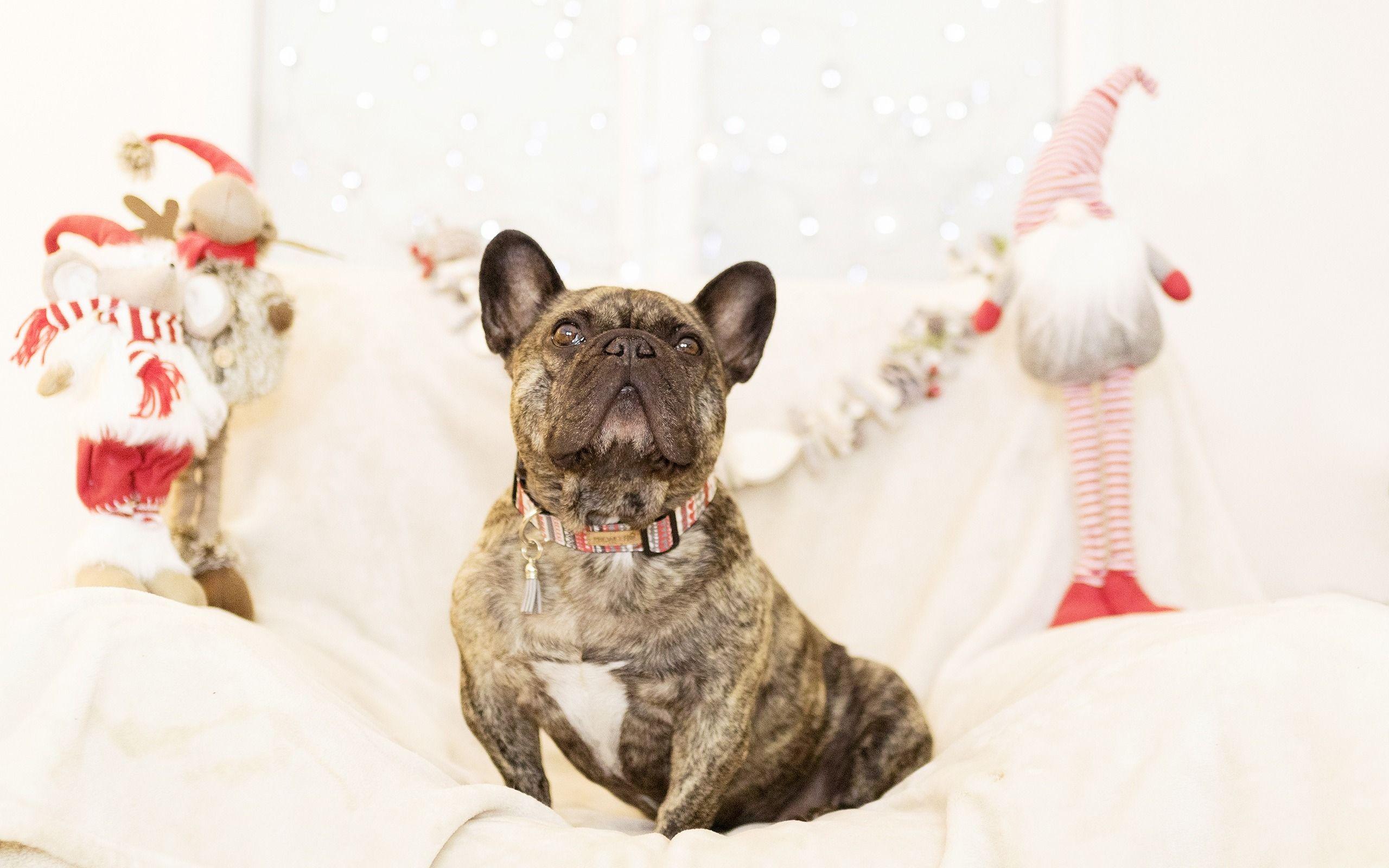 2560x1600 Download wallpaper french bulldog, brown little dog, christmas, new year, cute animals, pets, dogs for desktop with resolution 2560x1600. High Quality HD picture wallpaper