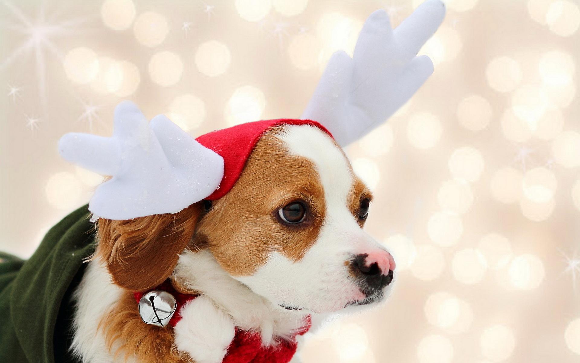 1920x1200 Christmas Dog Desktop Wallpaper (1920x1200)