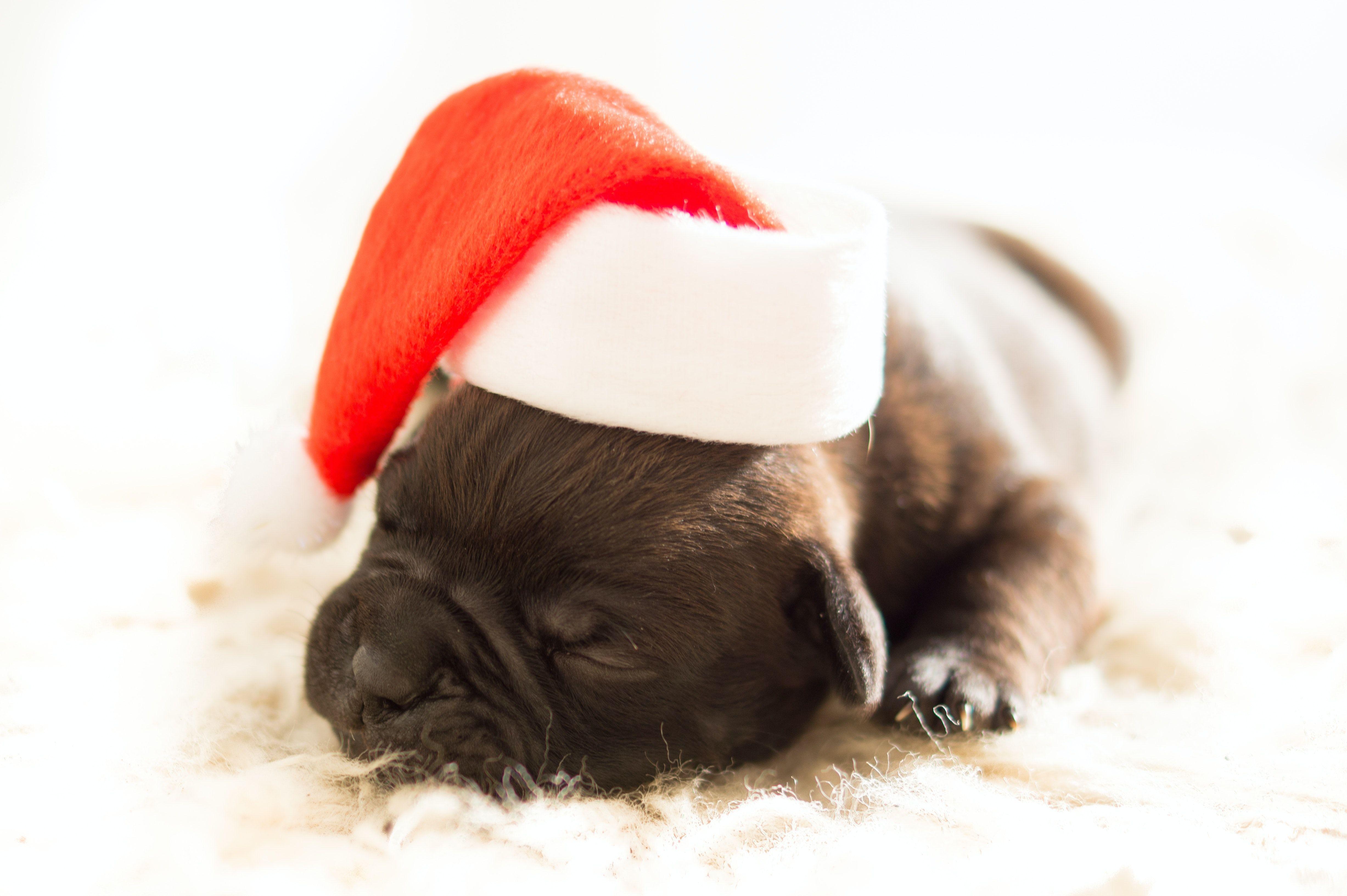 4908x3267 Sleeping Black Puppy Wearing White and Red Santa Hat · Free