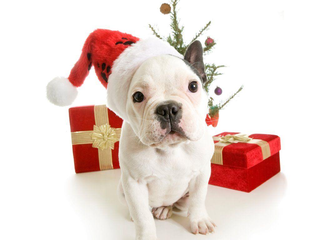 1024x768 Free Christmas Wallpaper with Dogs