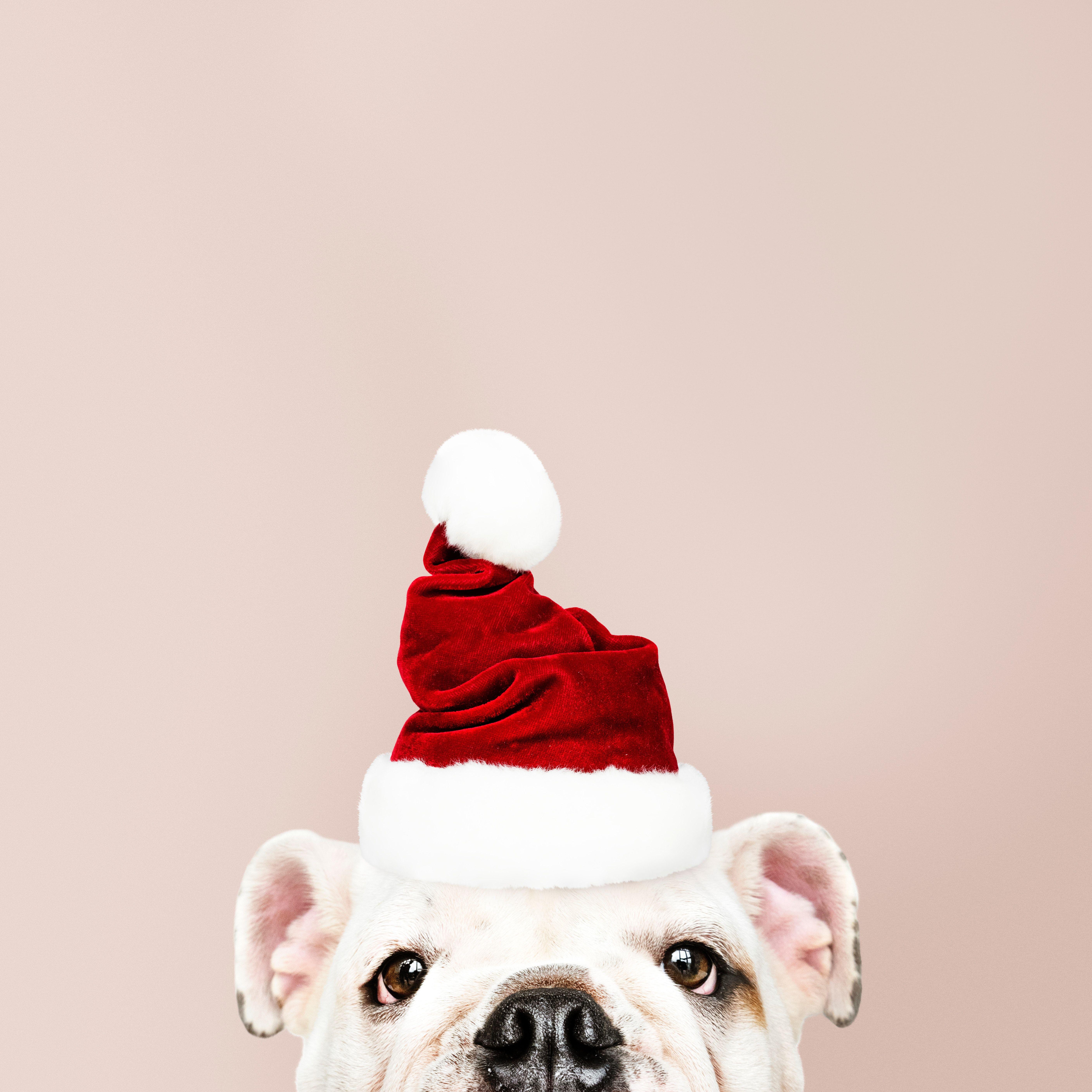 5633x5634 Download wallpaper 5633x5634 dog, santa claus, new year, christmas HD background