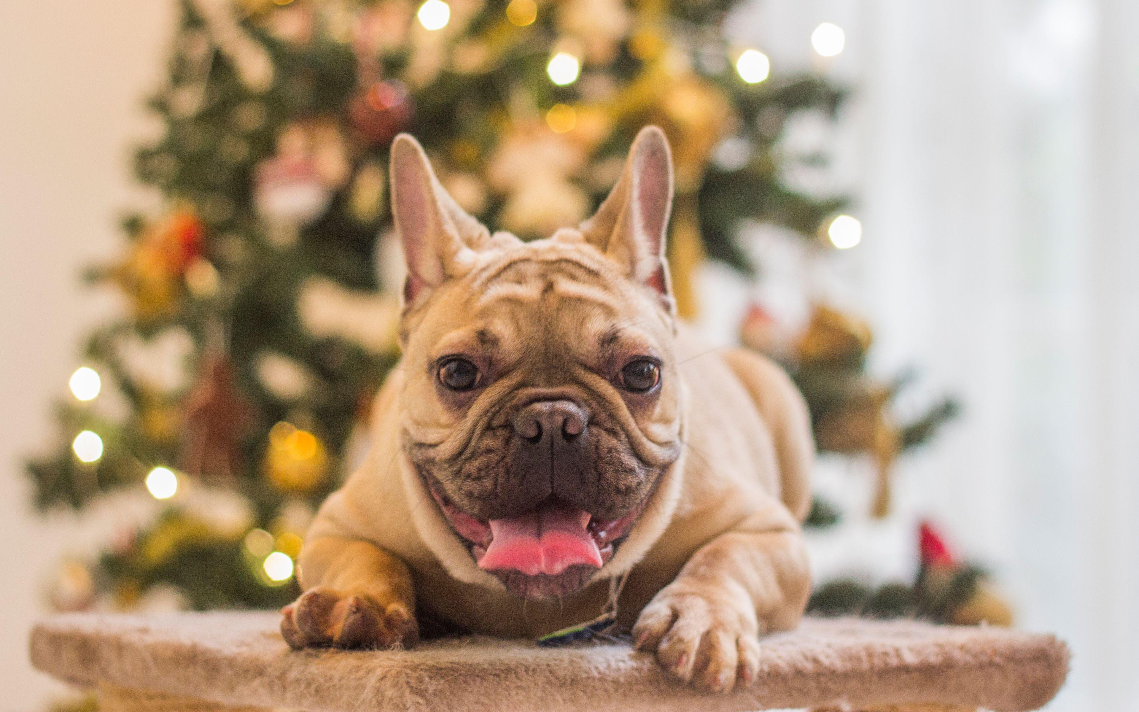 3840x2400 Download wallpaper French Bulldog, 4k, Christmas, New Year, little puppy, Christmas tree for desktop with resolution 3840x2400. High Quality HD picture wallpaper
