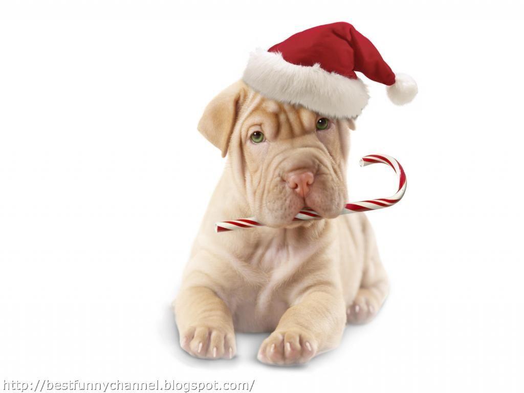 1024x768 Funny Christmas Dogs 17 Cool HD Wallpaper