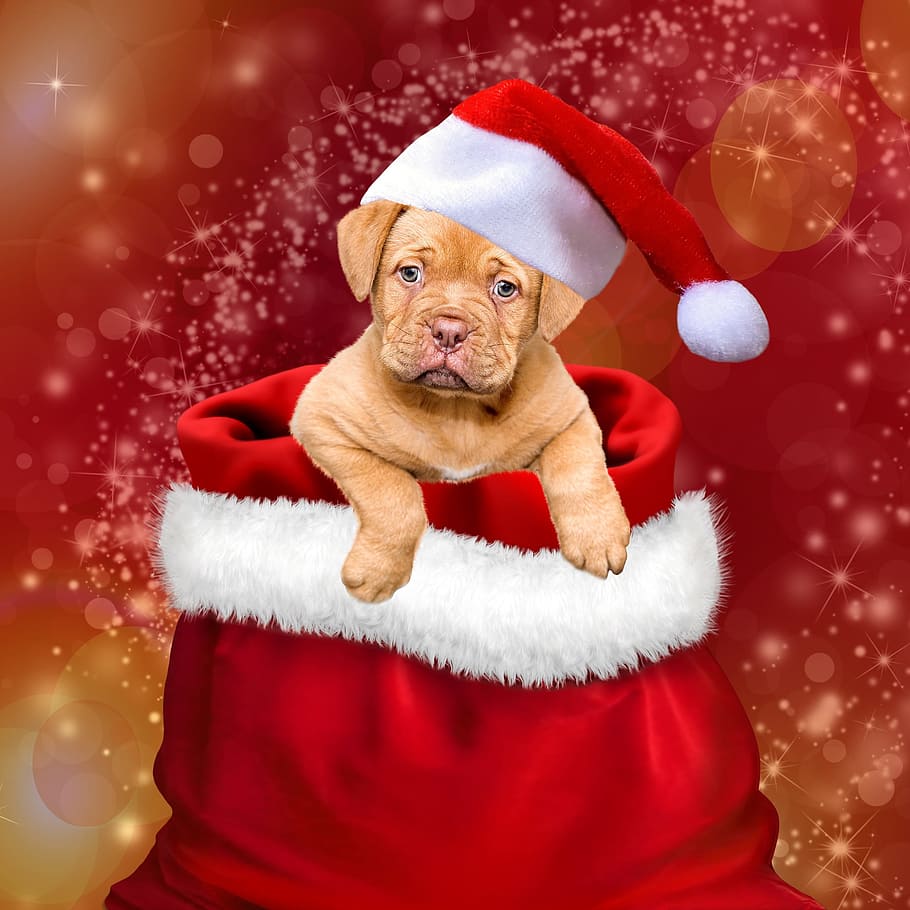 910x910 Dog Wearing Christmas Hat Wallpaper, Gifts, Dogs, Christmas Christmas Picture With Santa
