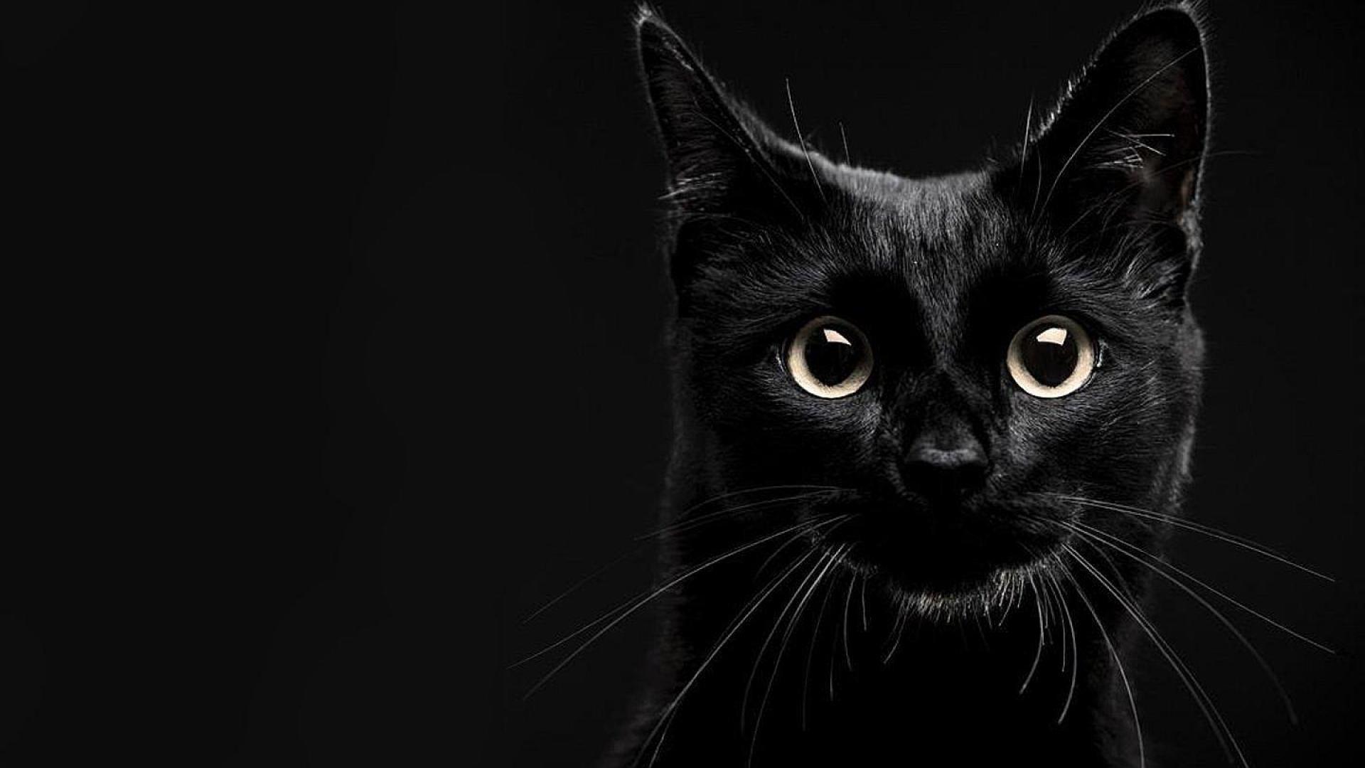 1920x1080 Free Black Cat Wallpaper (1920x1080 px, 144.62 Kb)